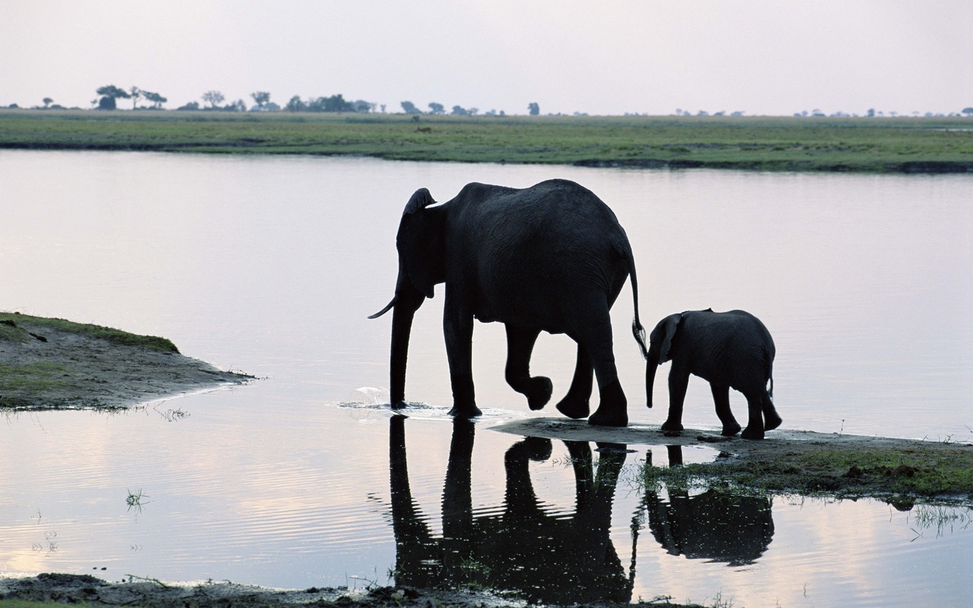 1080P, baby, babies, elephant, reflection, HD Wallpaper