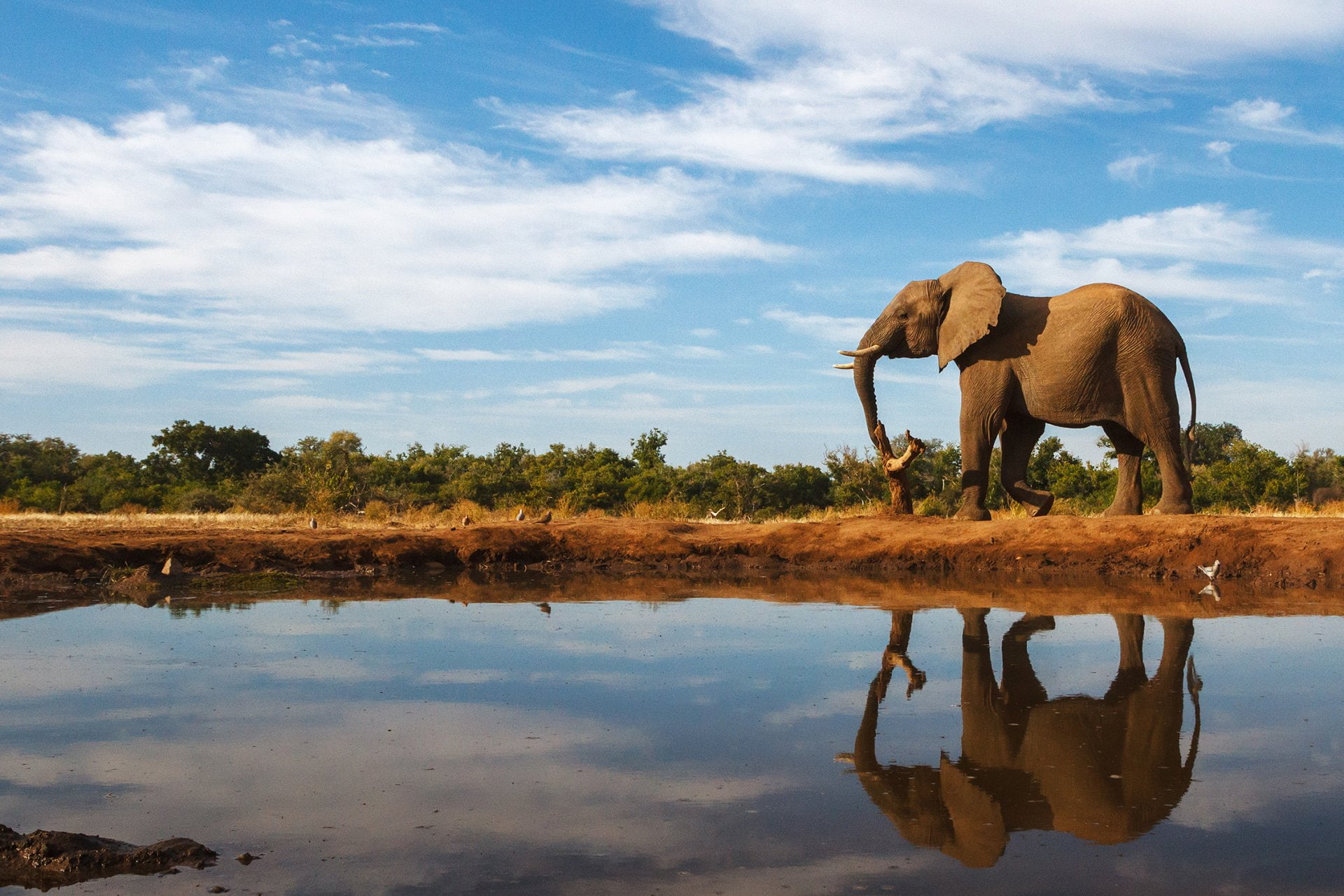 Reflection, Wildlife, Animal, 1080P, Elephant, HD Wallpaper