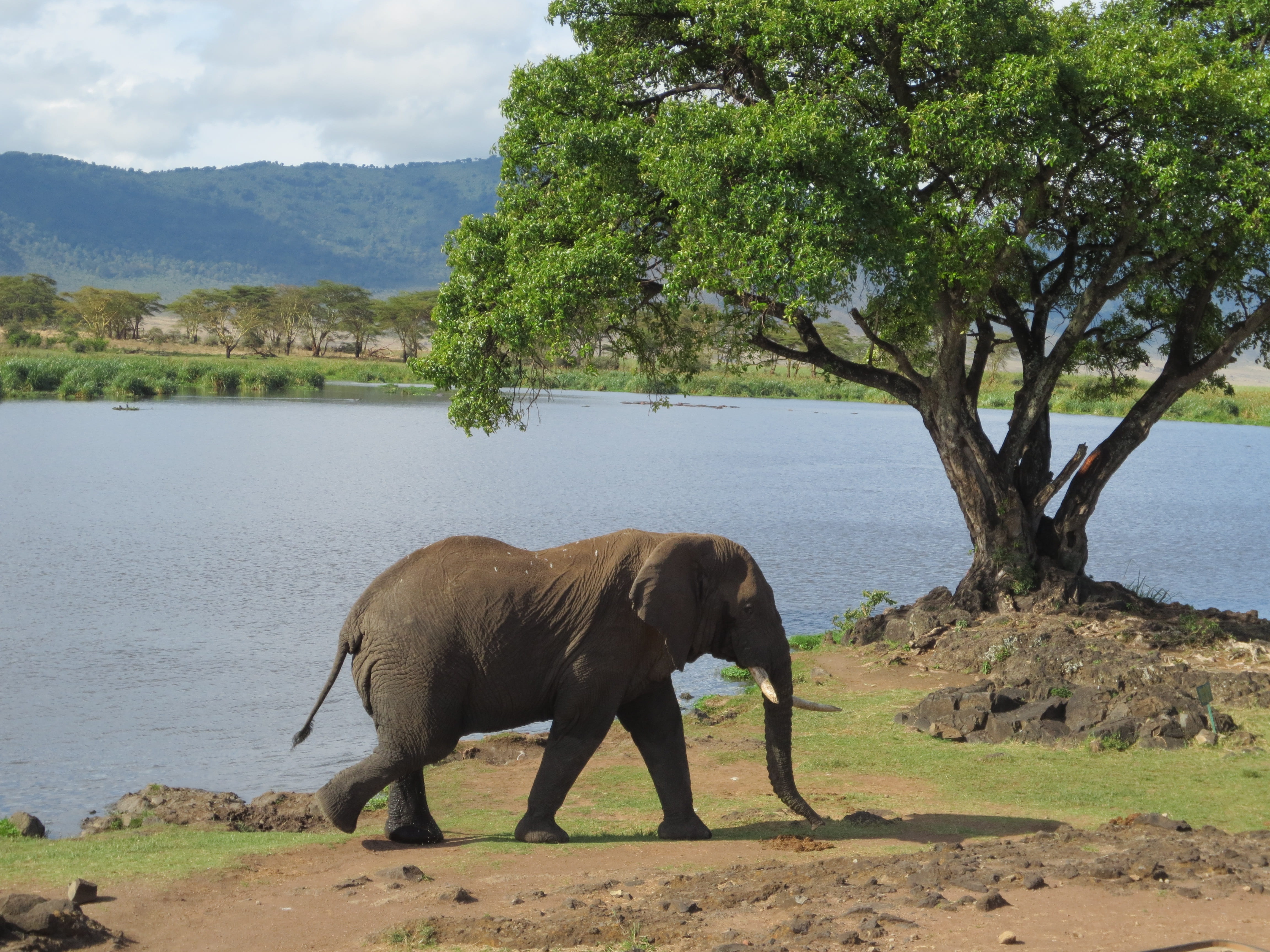 animal, exotic, sand, 4K, african elephant, tree, beauty in nature, escape, mountain, village, crater, exploration, plant, planet, reflections, herbivorous, HD Wallpaper