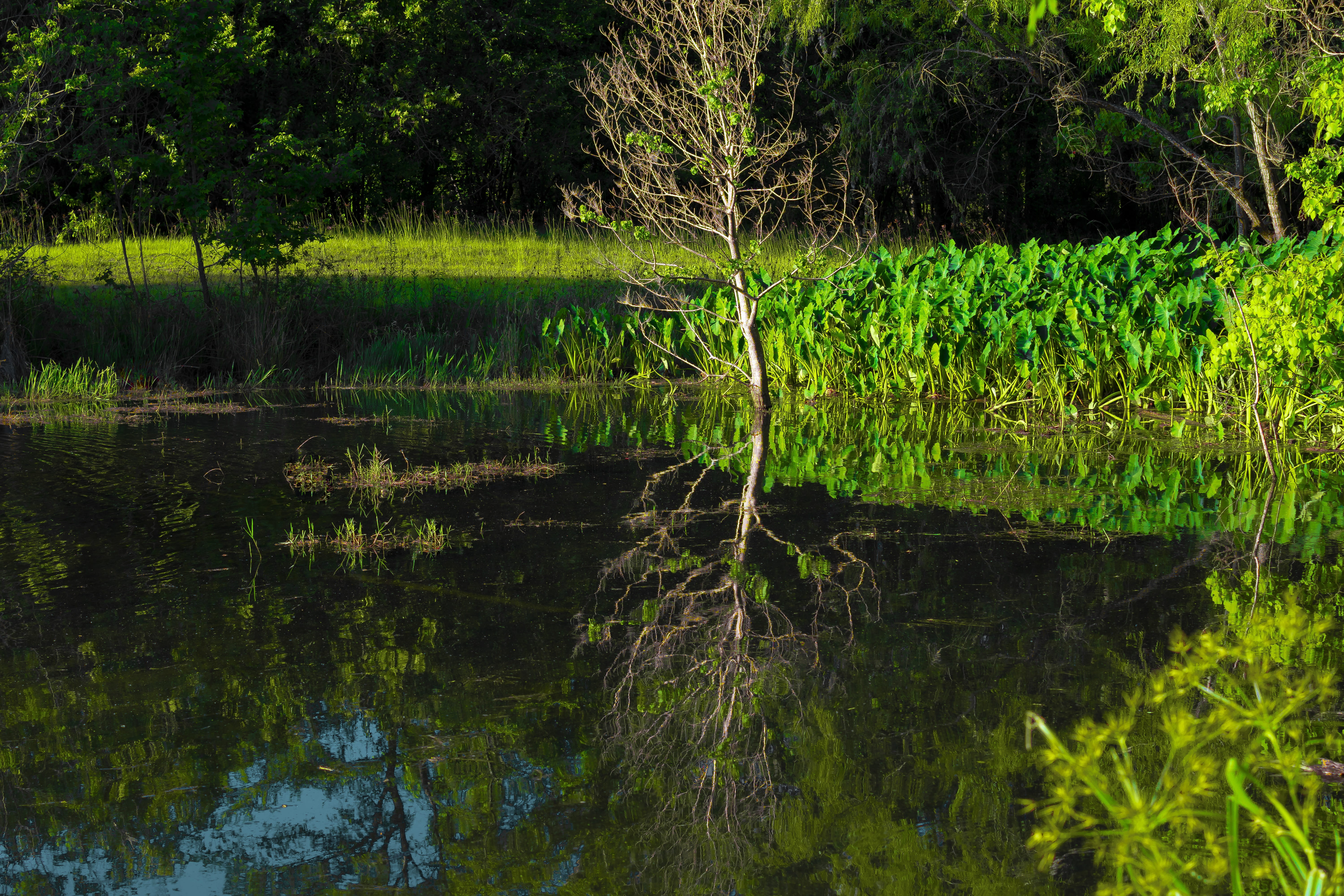 non-urban scene, summer, reflection, growth, day, bayou, water, outdoor, environment, 5K, tranquility, nature, elephant ear, scenics - nature, green, tranquil scene, HD Wallpaper