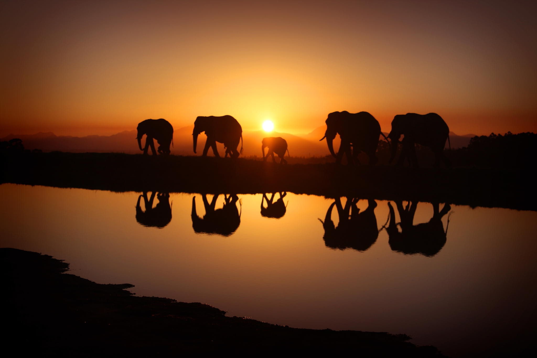 sun, animal themes, sunset, city, lake, beauty in nature, outdoors, group of animals, 1080P, Morning, reflection, landscape, silhouette, scenics - nature, HD Wallpaper