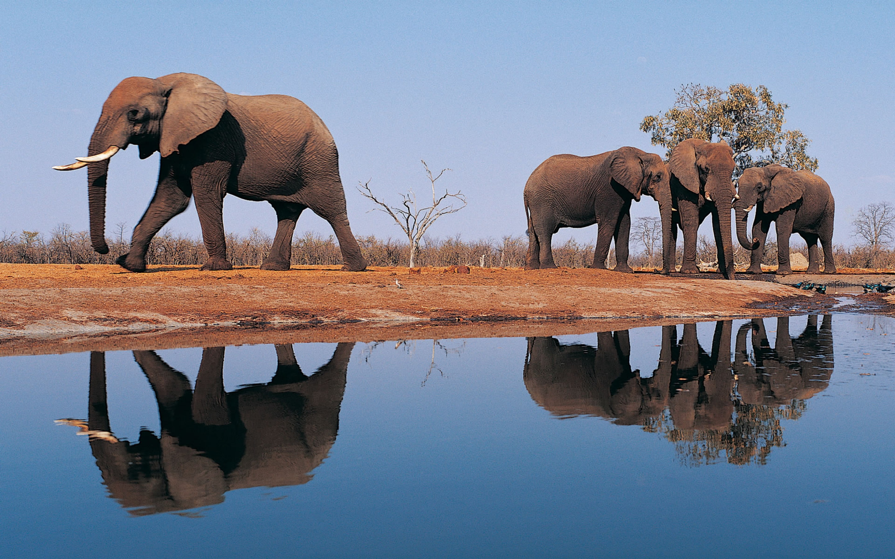 sky, drinking, symmetry, african elephant, group of animals, no people, waterfront, vertebrate, Elephants, reflection, animals in the wild, tree, Around, HD Wallpaper