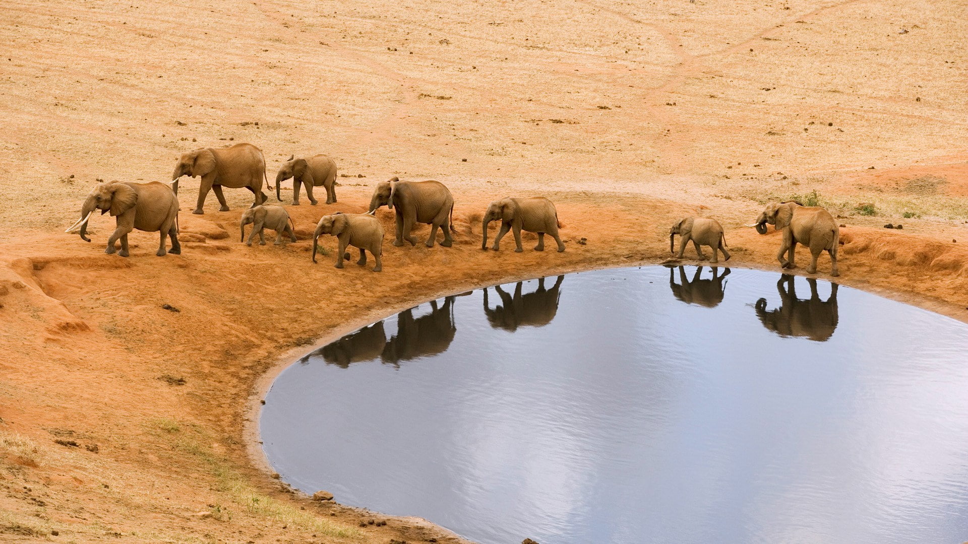 1080P, african elephant, group of animals, animals in the wild, elephant, reflection, herbivorous, drink, drinking, animal family, animal themes, animal wildlife, HD Wallpaper