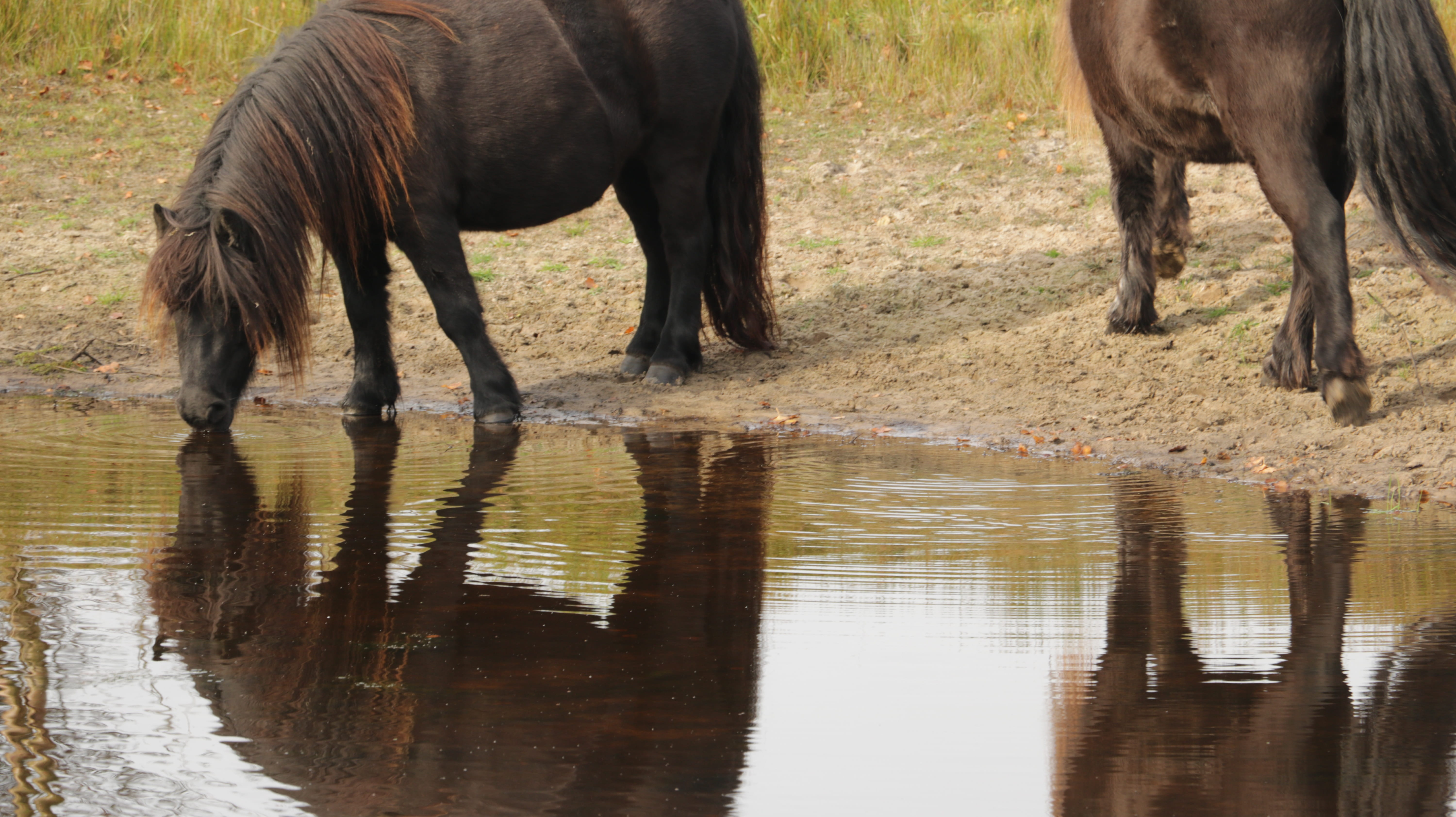 animal trunk, day, 5K, outdoors, mammal, animal themes, no people, horse, reflection, herbivorous, nature, vertebrate, drinking, drink, waterfront, horses, HD Wallpaper