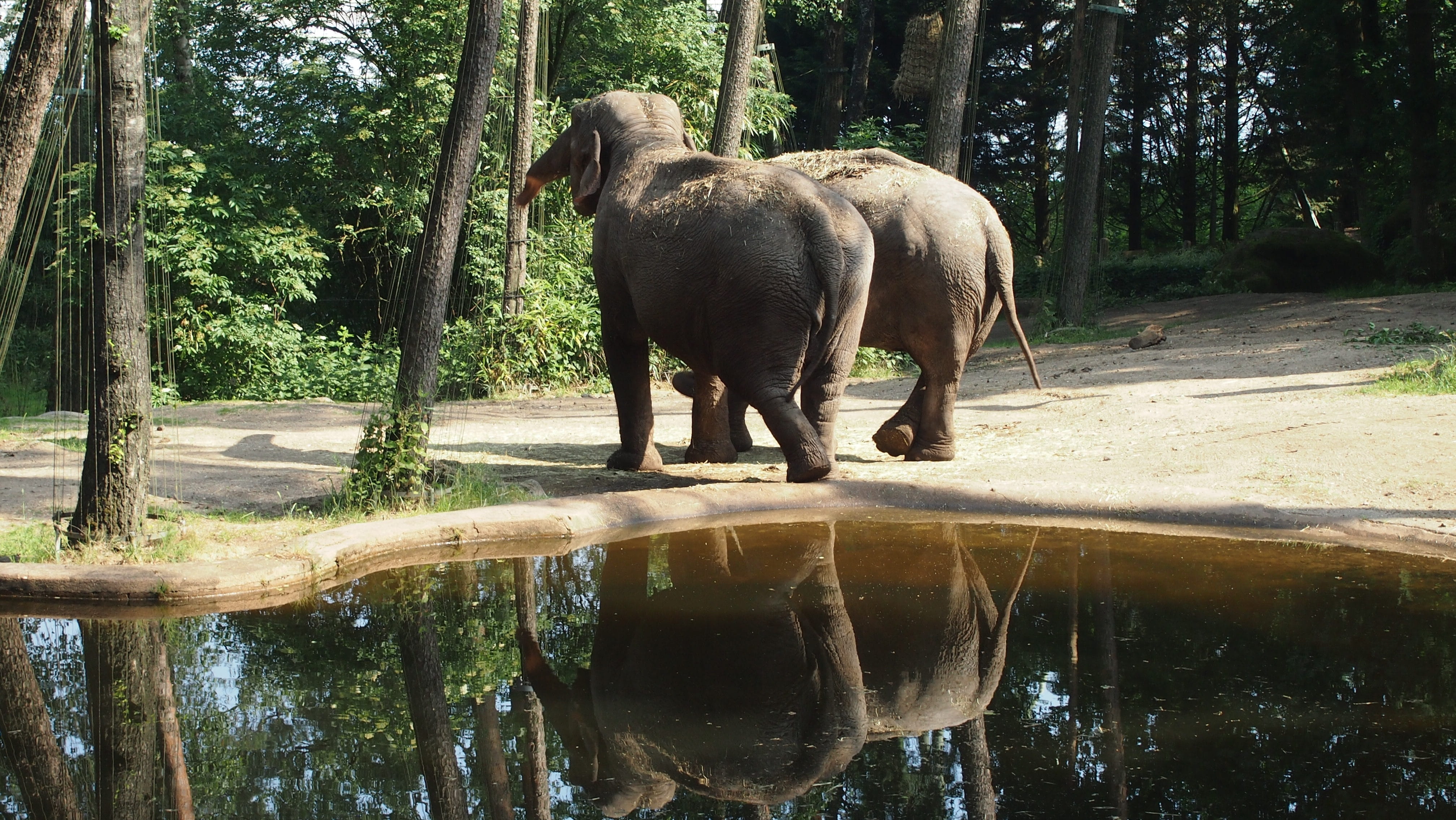 elephant, waterfront, animal, vertebrate, mammal, no people, nature, day, eat, tree, animal themes, herbivorous, drinking, standing, 4K, domestic animals, HD Wallpaper