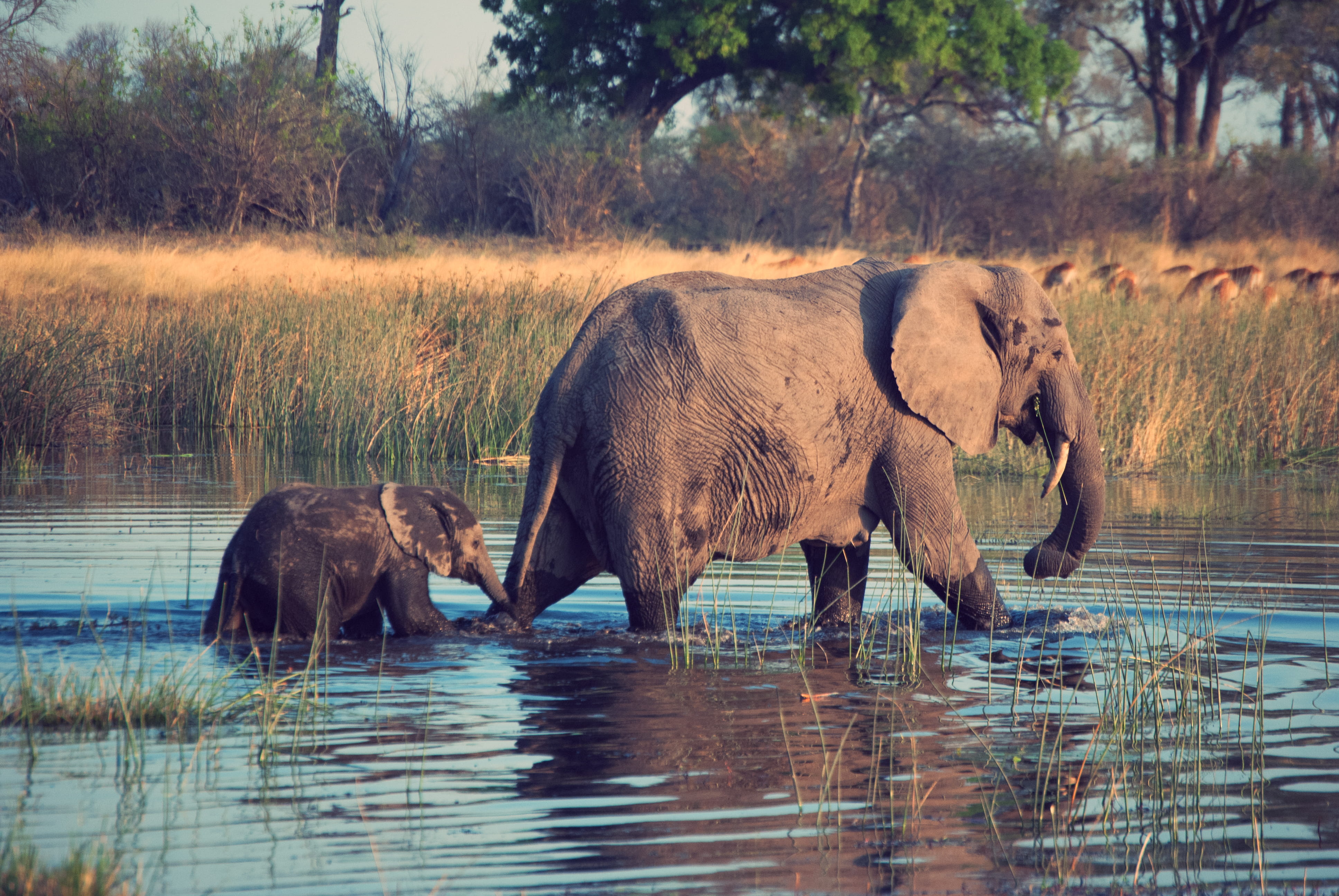 reflection, domestic animals, gray, african elephant, group of animals, waterfront, water, animals in the wild, animal trunk, no people, two, animal wildlife, HD Wallpaper