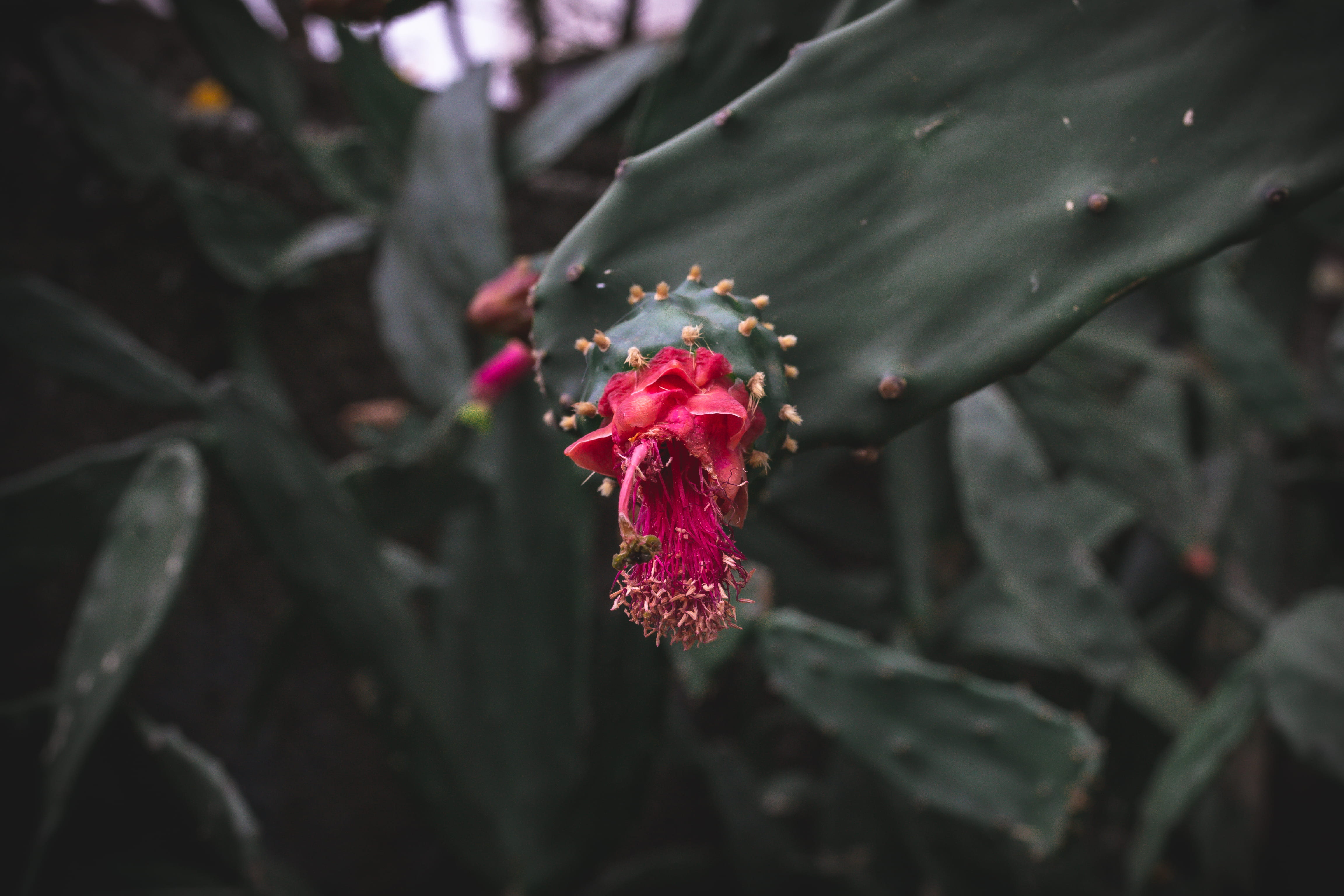 forest, focus on foreground, day, freshness, petal, flowers, plant, vulnerability, background, nature, outdoors, brazil, brasília, growth, cacto, HD Wallpaper