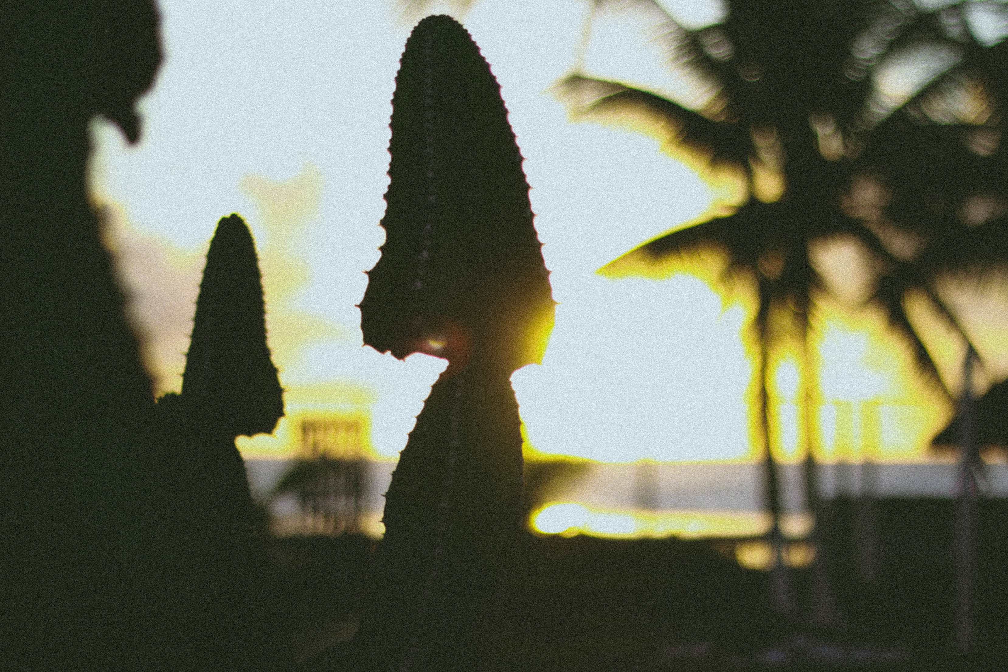 close-up, cactos, brazil, selective focus, morning, yellow, 2K, succulent plant, beauty in nature, sunset, sunlight, nature, growth, day, sky, leaf, green color, HD Wallpaper