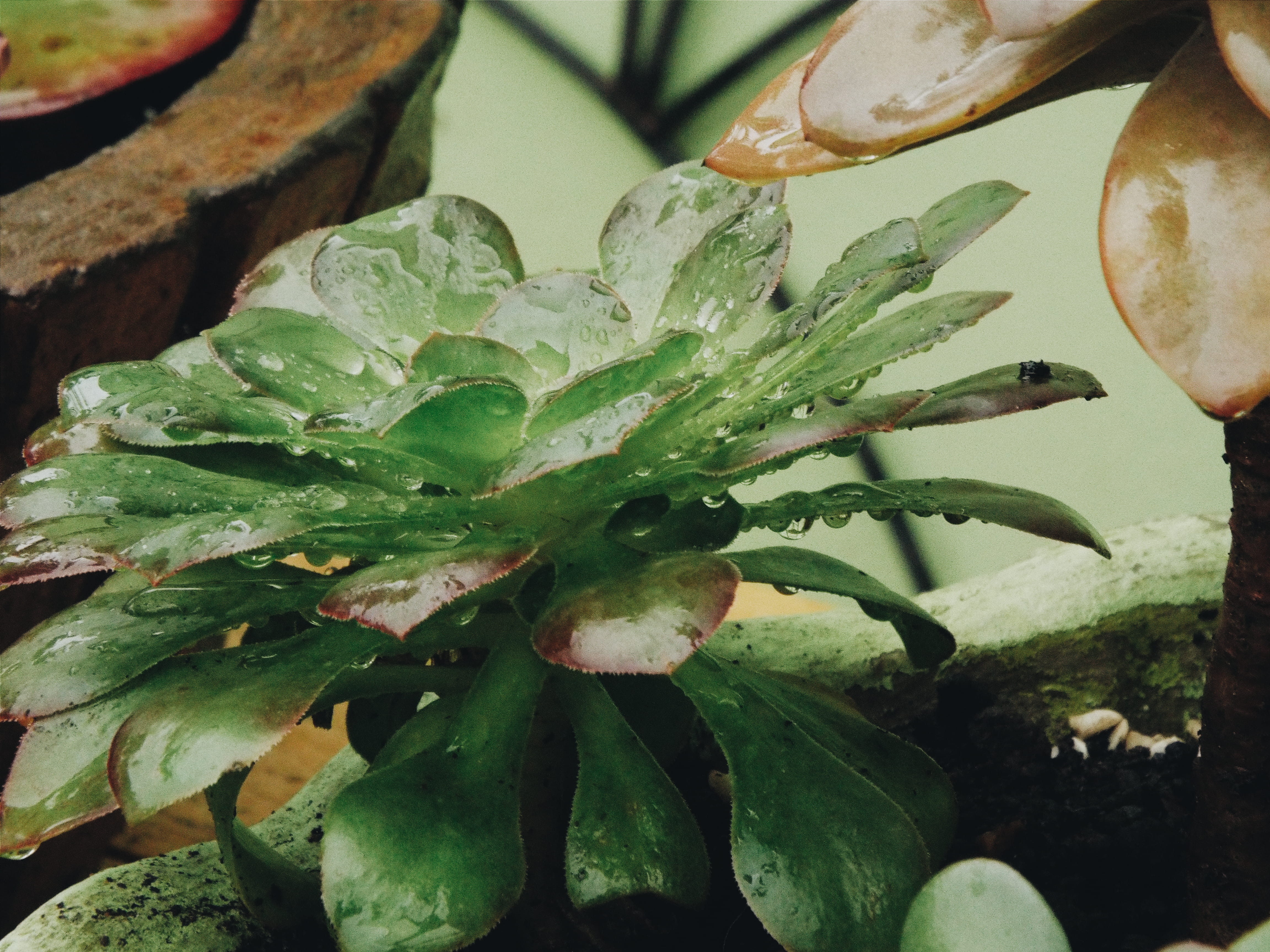 raindrop, water, leaf, cactos, green color, drop, day, close-up, plant part, animal, plant, vegetable, produce, wet, growth, green, bread, dew, cacti, morungava, HD Wallpaper