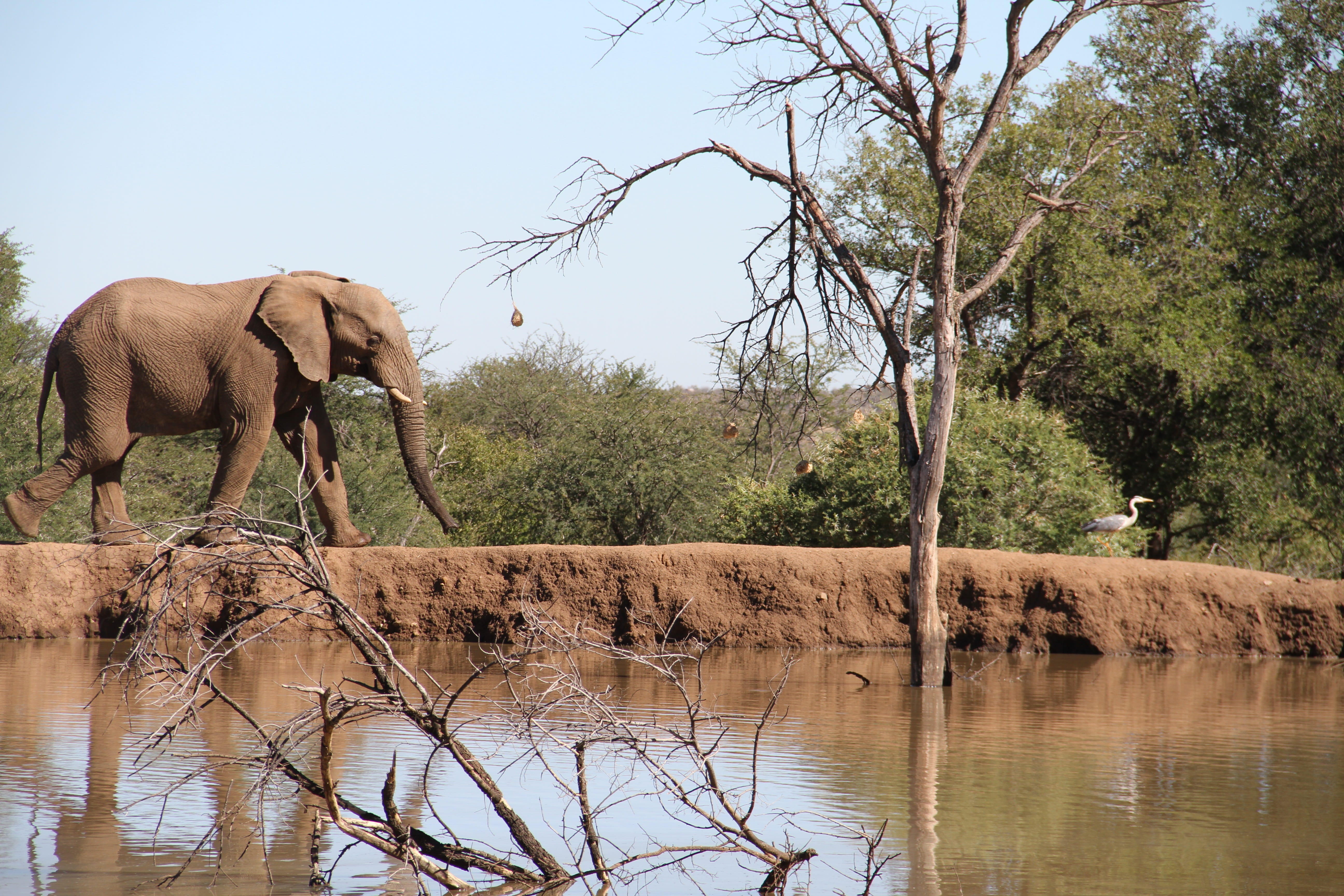 african elephant, animal, mammal, nature, plant, outdoors, africa, vertebrate, drinking, 5K, wild, herbivorous, animal themes, one animal, bush, sky, Dam, HD Wallpaper