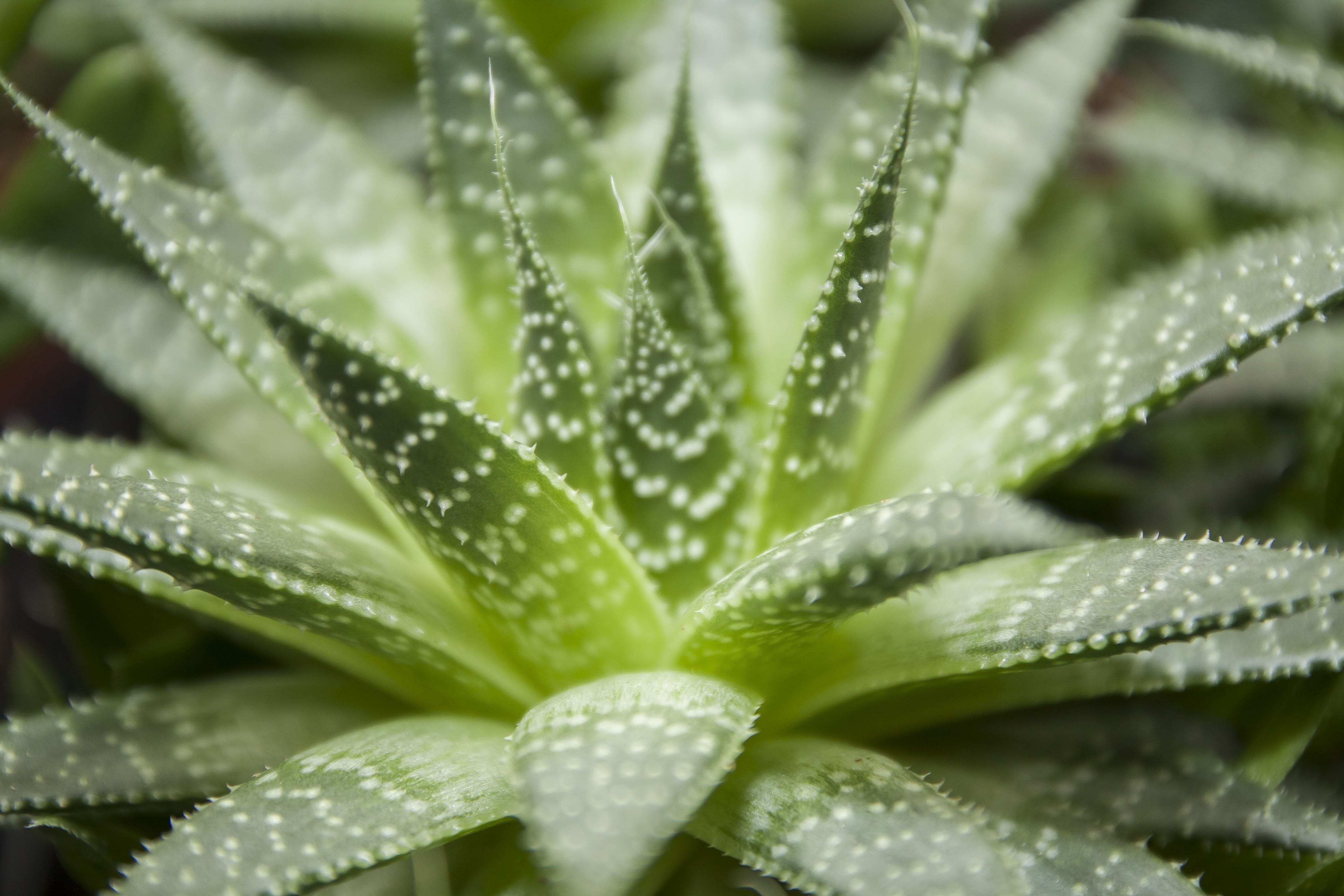 4K, thorns, focused, haworthia, Flowers, HD Wallpaper