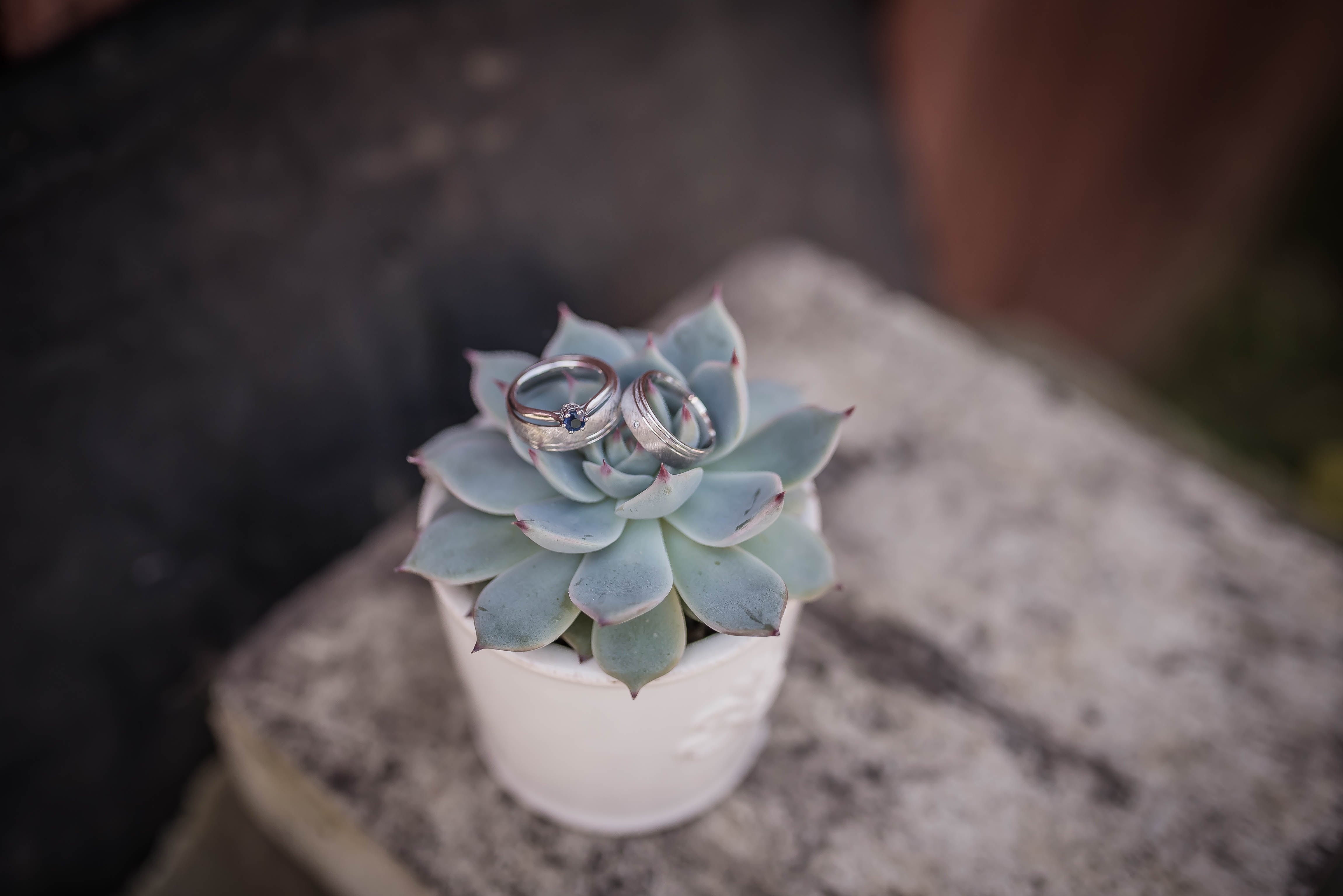green Color, freshness, blossom, inflorescence, succulent plant, colored, leaf, nature, vulnerability, beauty In Nature, growth, botany, fragility, day, HD Wallpaper