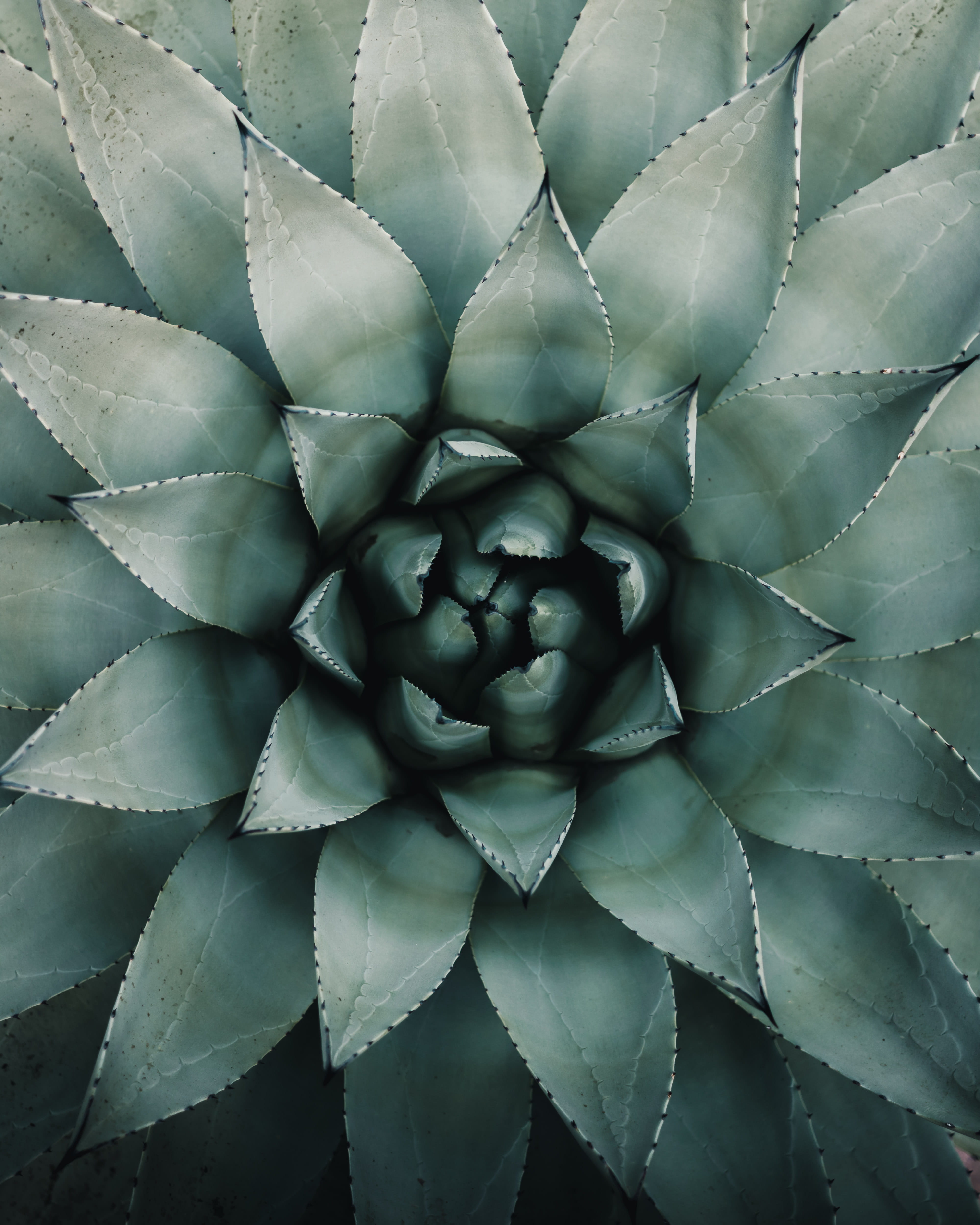 growth, full frame, macro, day, sukkulent, green color, flower head, botanisk have, flower, outdoors, flowering plant, cactus, greenhouse, plant, Phone HD Wallpaper
