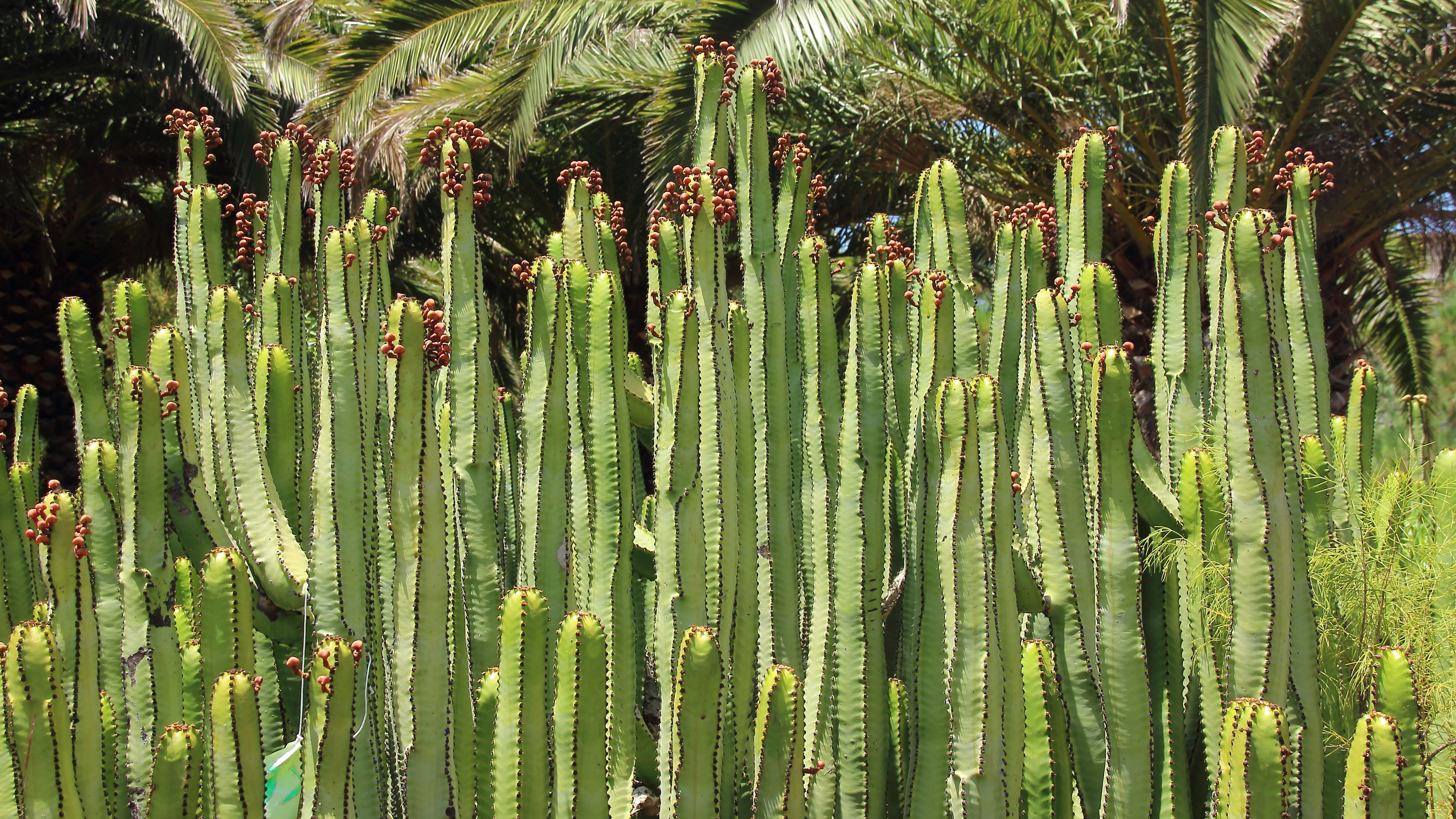 backgrounds, Spurge, spiked, tree, leaf, close-up, agriculture, cardon, succulent plant, canarian spurge, land, grass, outdoors, field, cactus greenhouse, HD Wallpaper