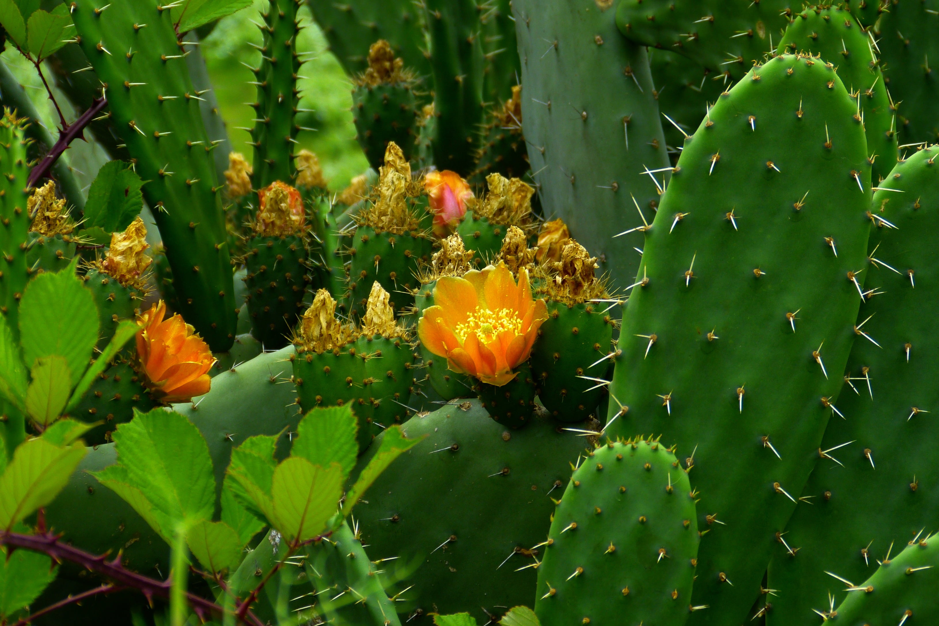 freshness, fragility, prickly pear cactus, flower head, cactus garden, green color, nature, flora, prickly, no people, spain, outdoors, 2K, flowering plant, HD Wallpaper