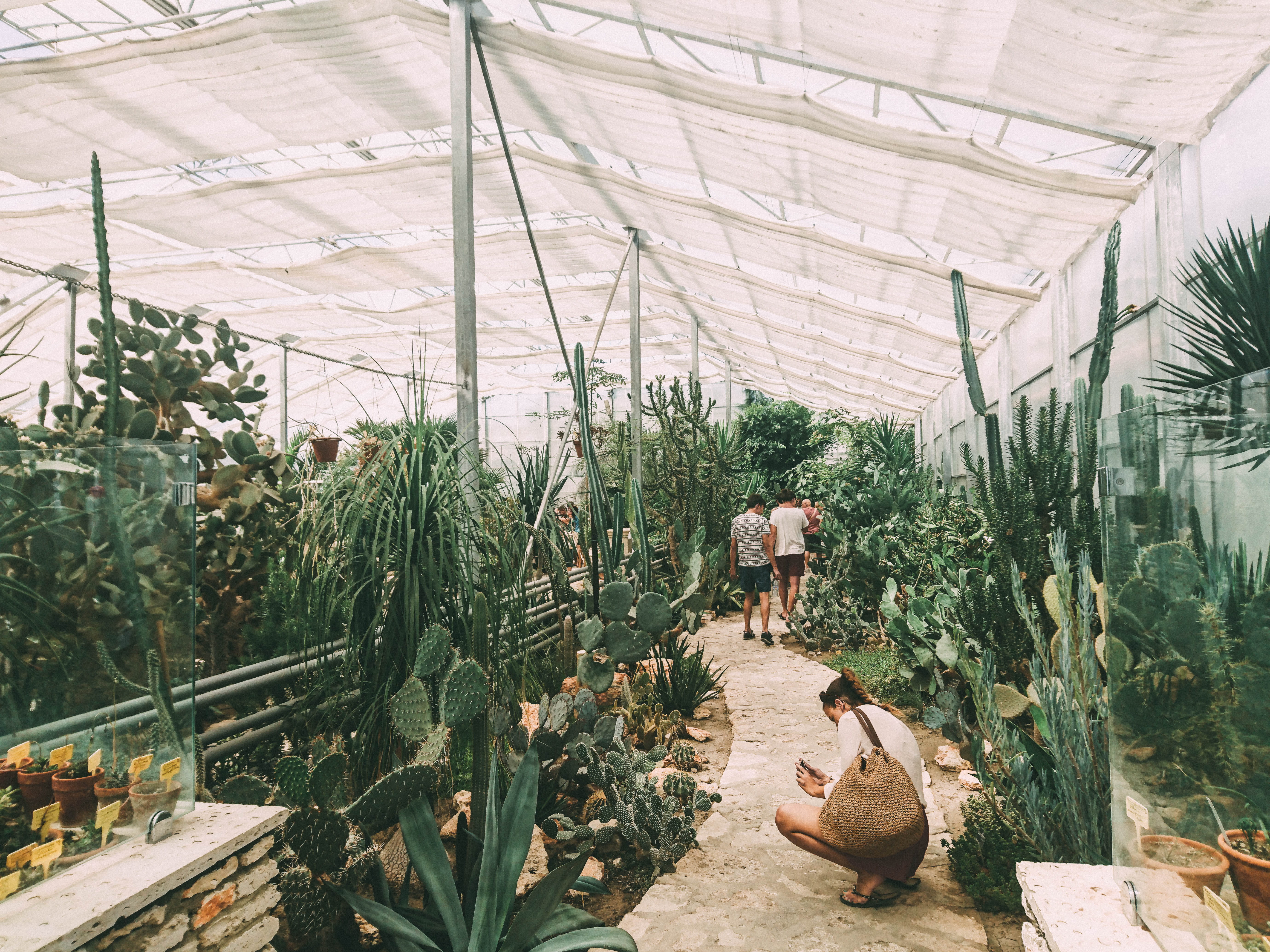 animal wildlife, garden, bulgaria, green, animals in the wild, balchik, built structure, cactus, indoors, vertebrate, greenlife, nature, eduard militaru, HD Wallpaper