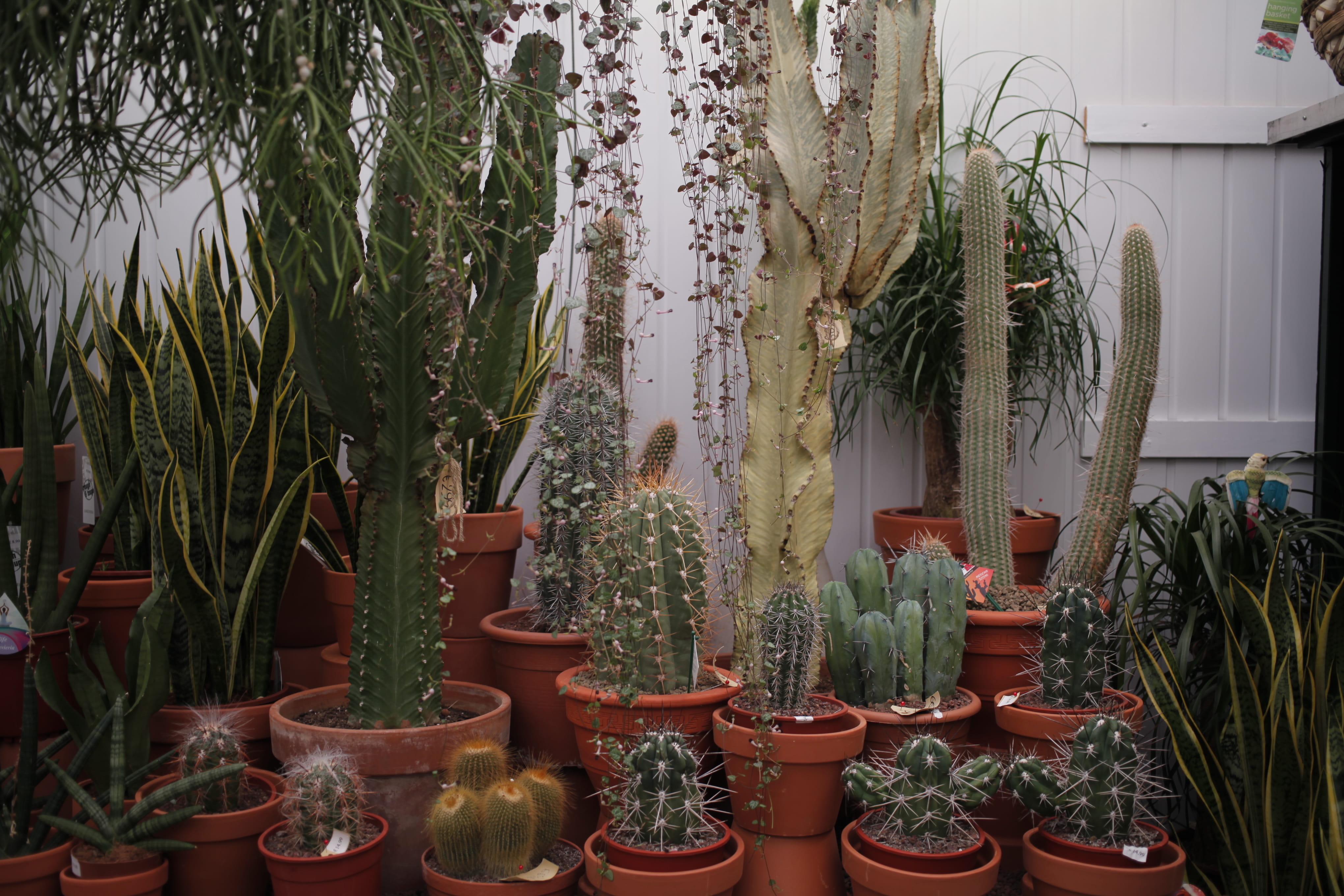 pot, pots, arrangement, urban, cactus, greenhouse, tree, houseplant, plant nursery, potted plant, built structure, green house, beauty in nature, growth, HD Wallpaper