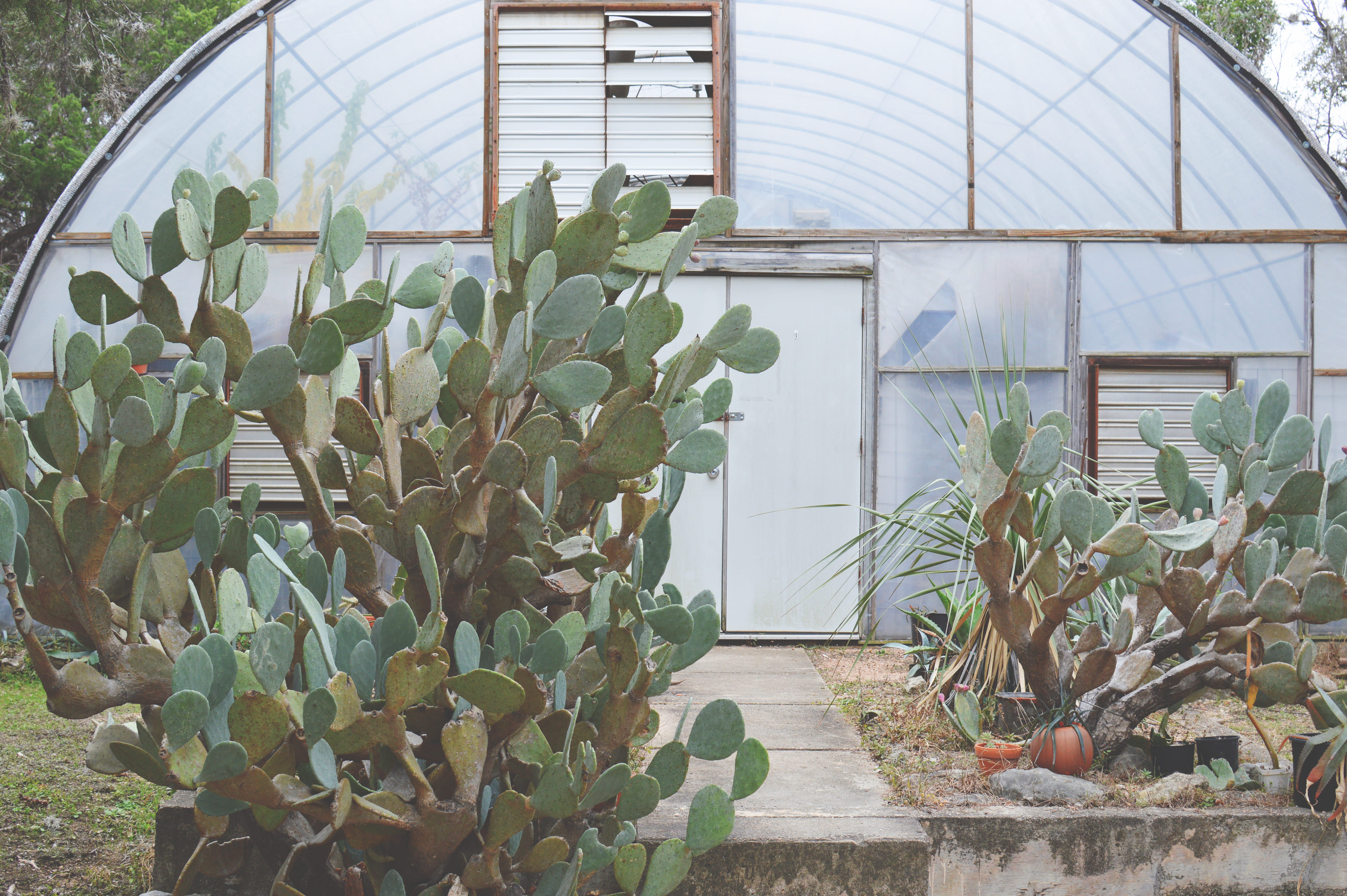 arch, nature, glass, greenhouse, front, agriculture, botany, beauty in nature, day, building, leaf, growth, rubber, built structure, flower pot, white, HD Wallpaper