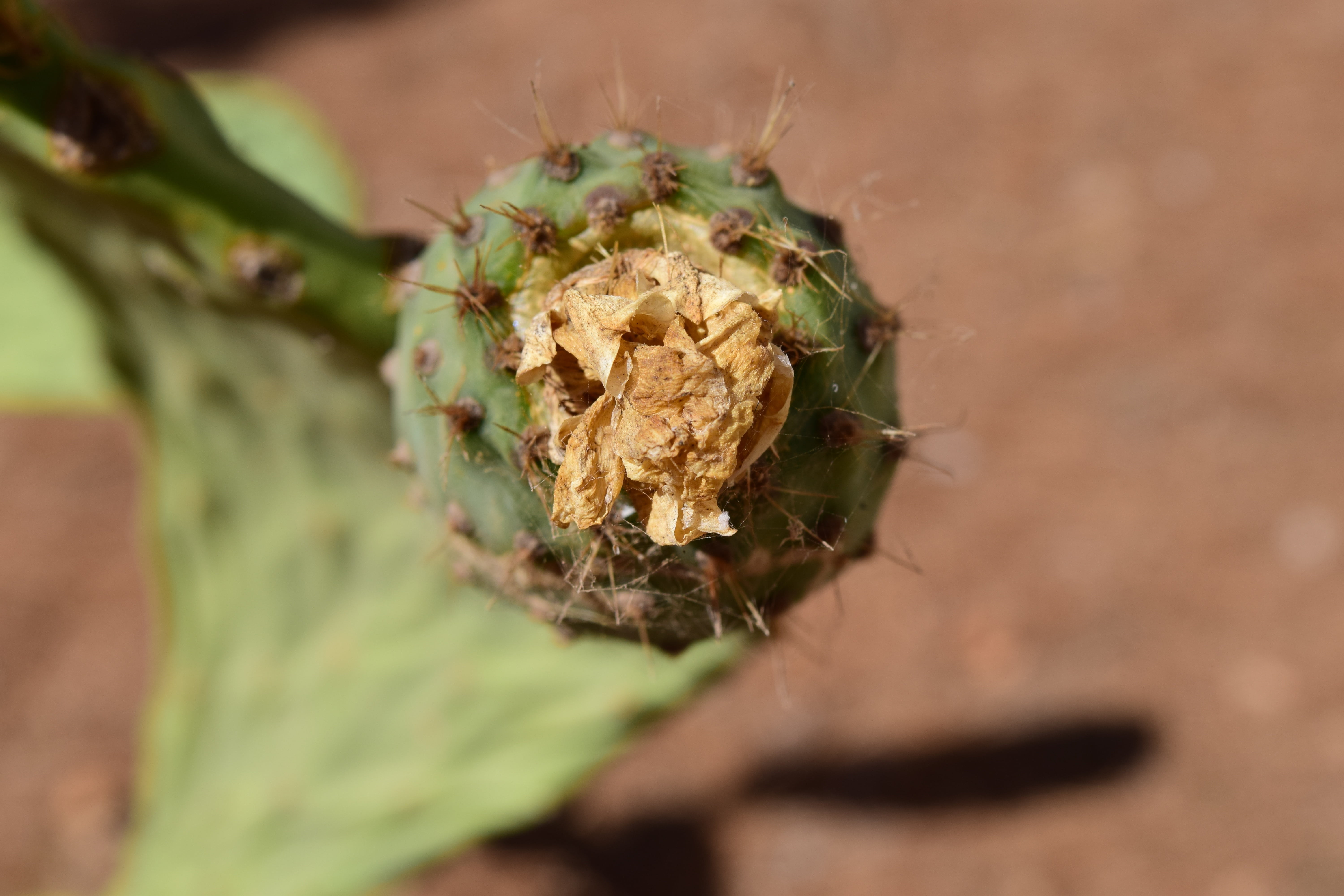 edible, prickly pear, spur, succulent plant, day, invertebrate, animal, outdoors, cactaceae, dry, bloom, 5K, leaf, nature, animals in the wild, green color, HD Wallpaper