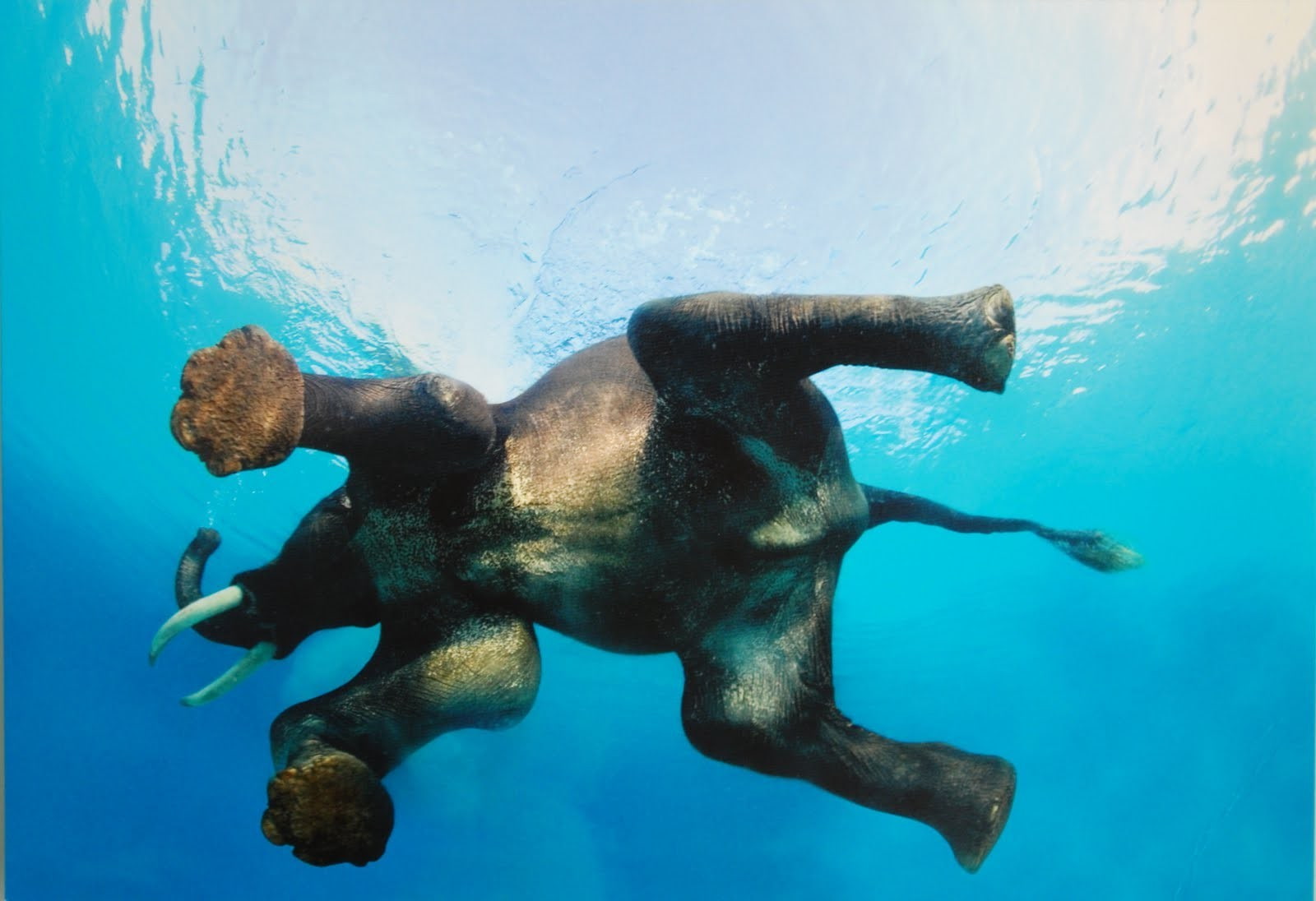 Swimming, water, movies, underwater, Tusk, reflection, 720P, nature, animals, Elephants, blue, HD Wallpaper