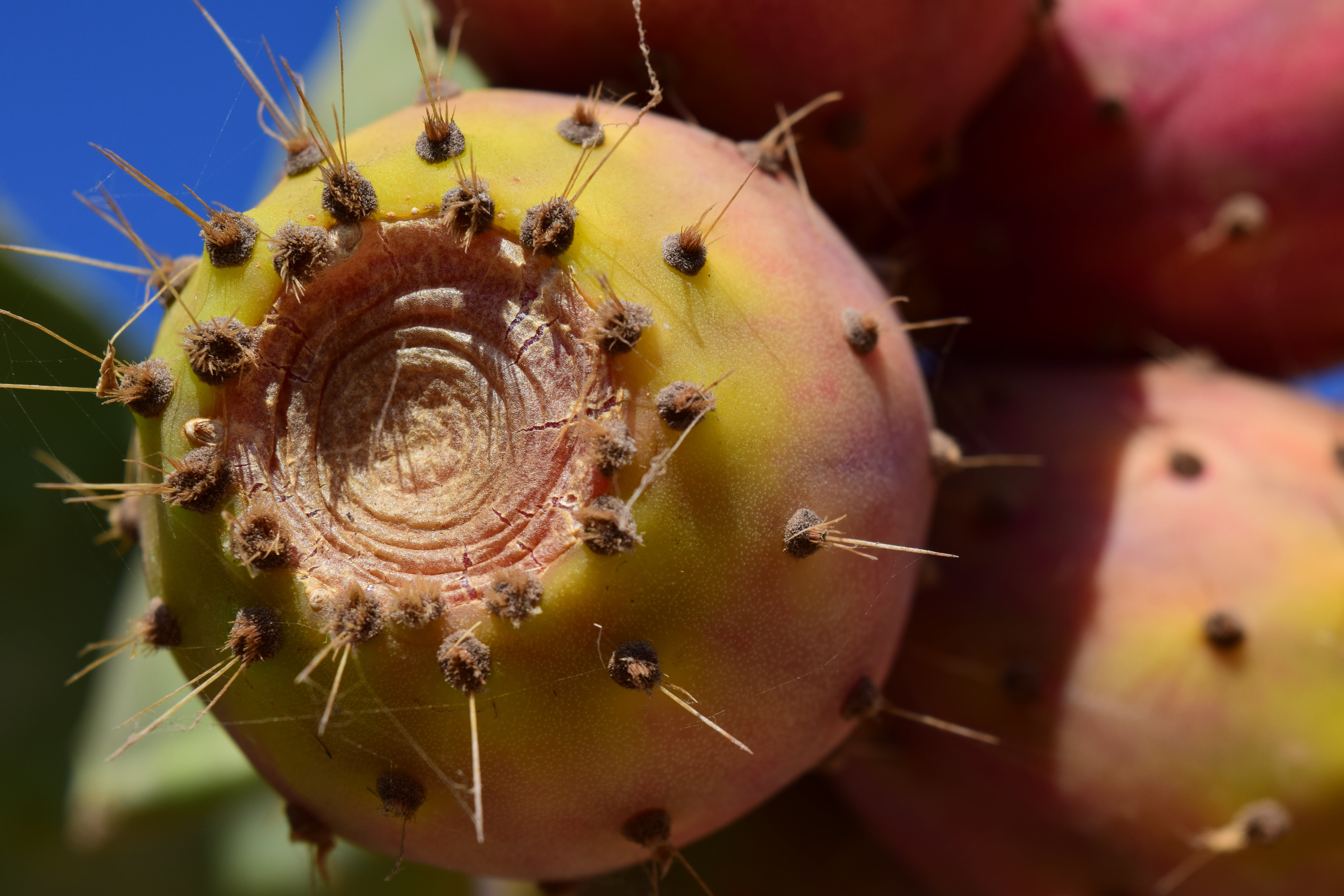 fruit, close-up, flower, plant, food and drink, mediterranean, prickly pear, no people, invertebrate, extreme close-up, 5K, small, sting, ripe, red, cactus greenhouse, HD Wallpaper