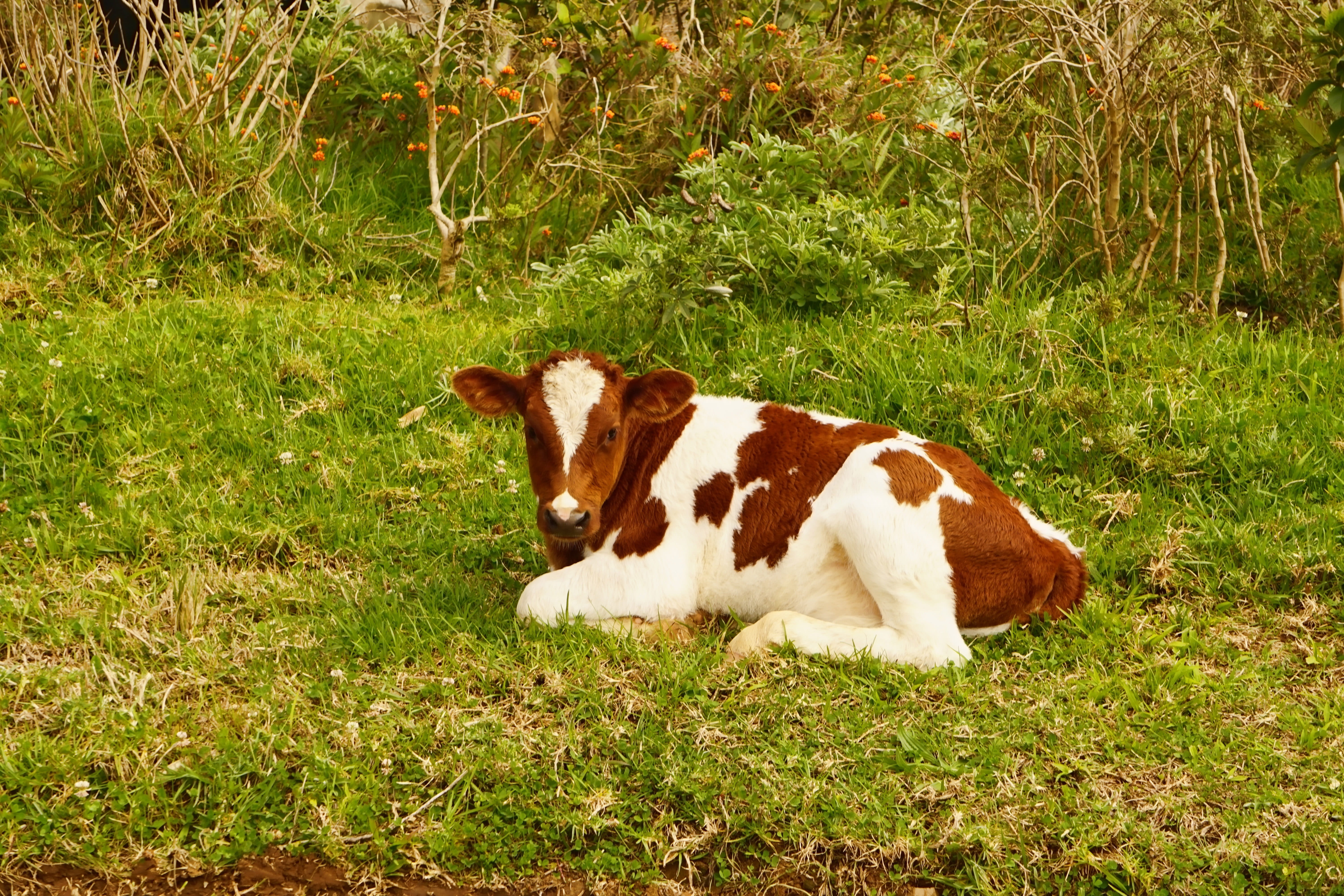 cute, land, mammal, vertebrate, brown, easter island, grass, baby, sweet, domestic animals, small, outdoors, animals, plant, relaxation, livestock, day, HD Wallpaper