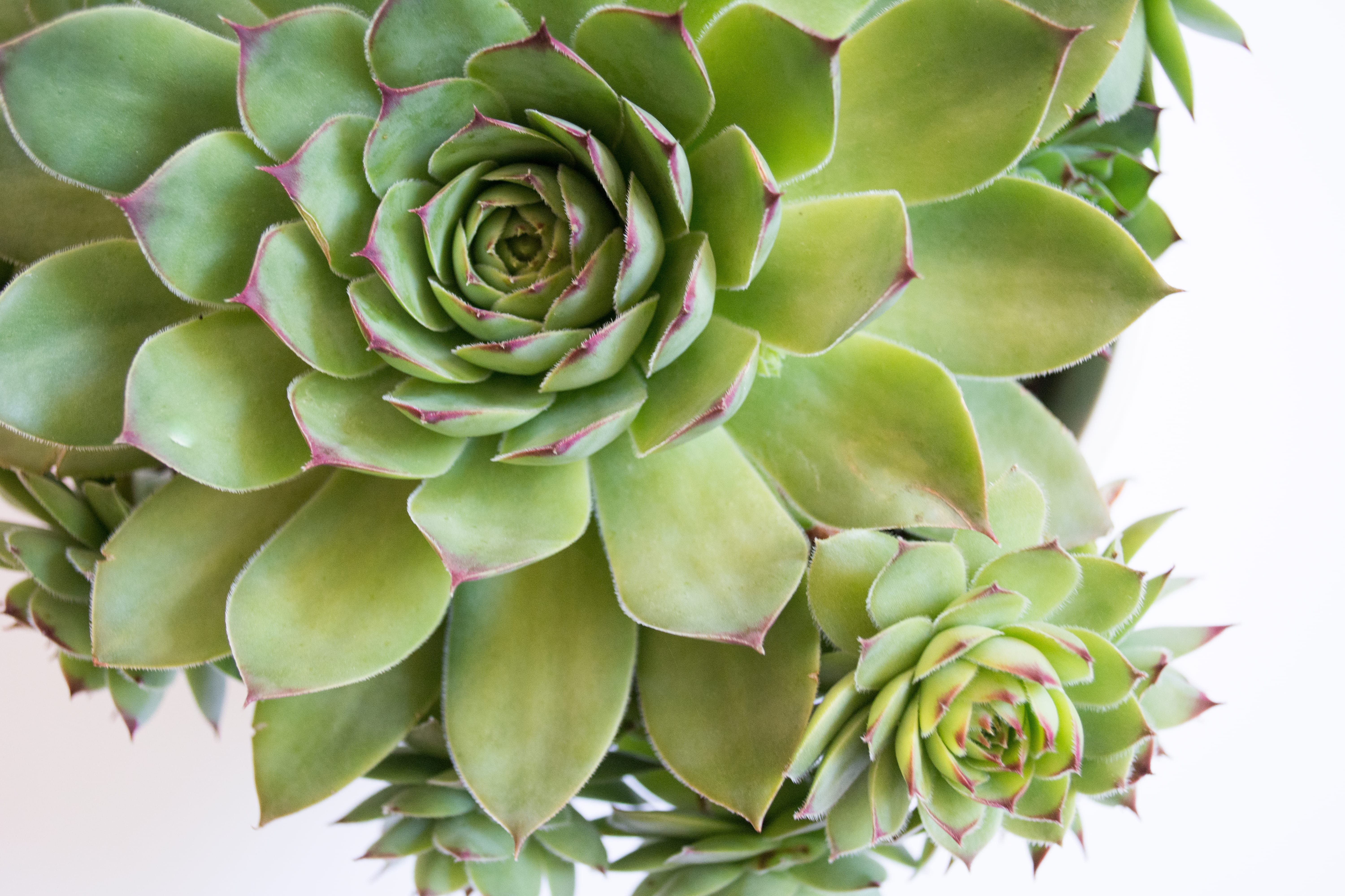 succulent plant, natural pattern, view, directly above, plant, leaf, cactus, close-up, flower, flowering plant, echeveria, studio shot, inflorescence, growth, HD Wallpaper