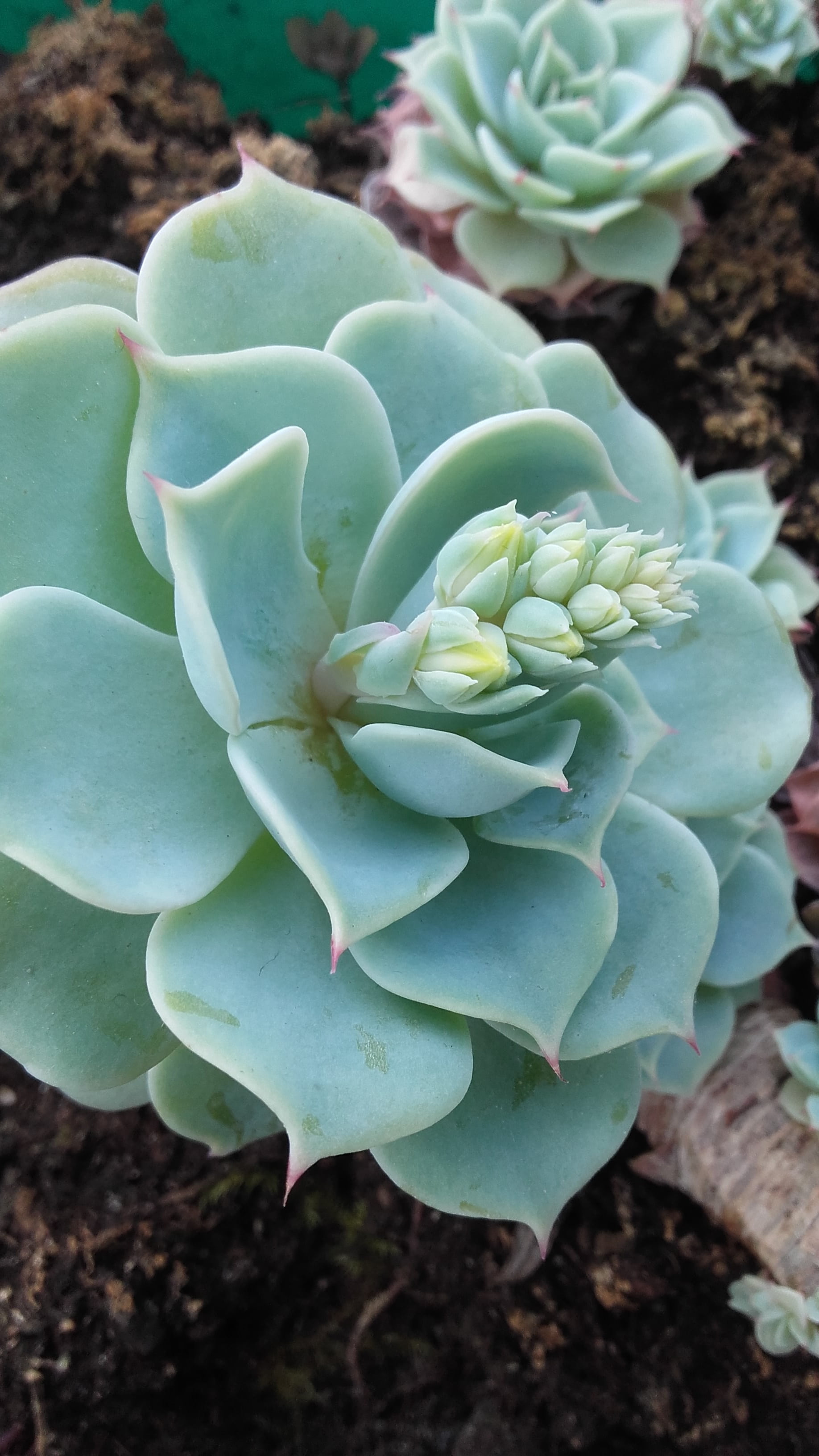 cactus, vulnerability, succulent plant, succulent, nature, growth, fat, flowers, focus on foreground, natural pattern, echeveria, green color, outdoors, Phone HD Wallpaper