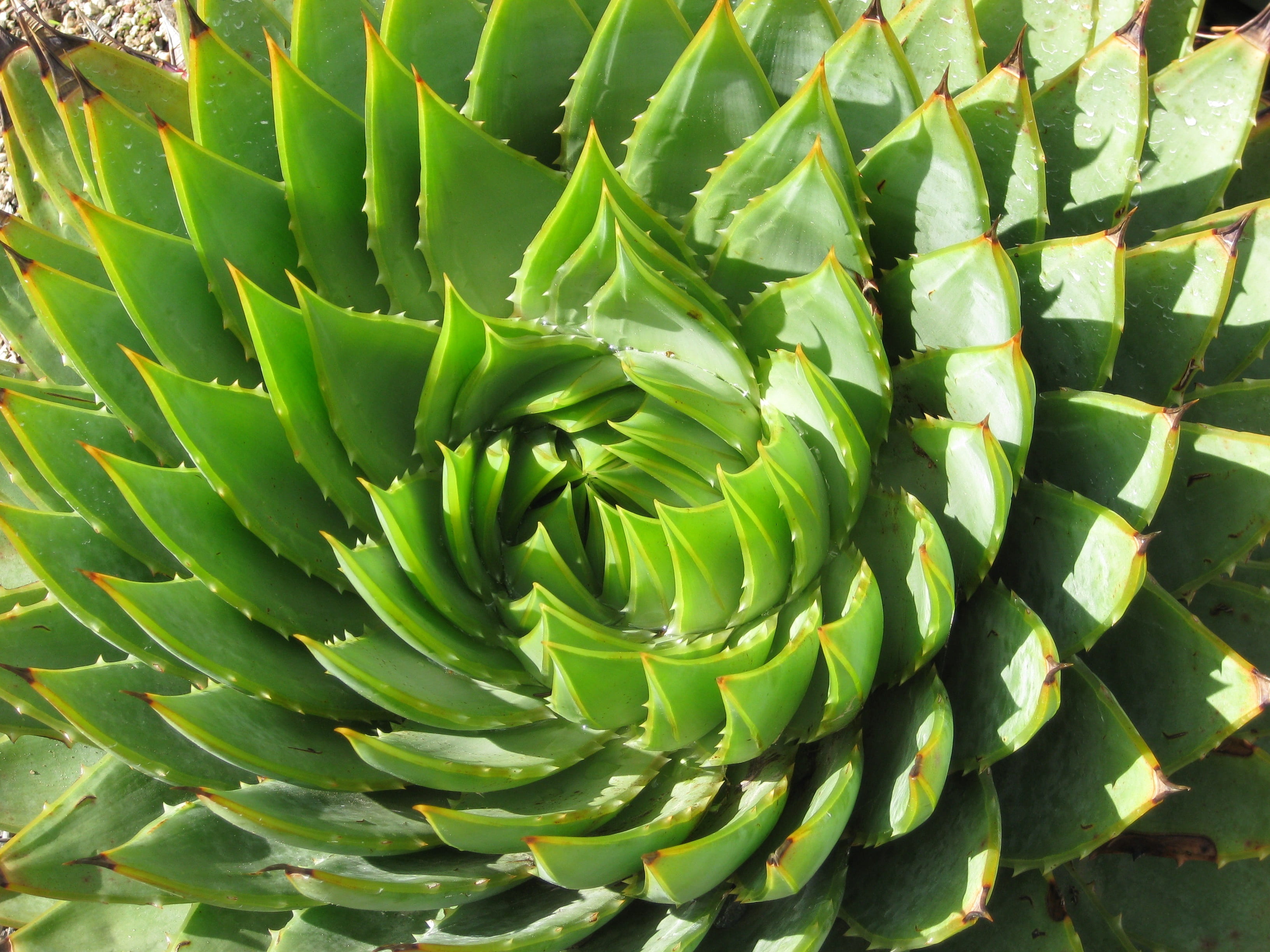 natural pattern, green color, no people, artistic, beauty in nature, 2K, backgrounds, spiral, plant, echeveria, close-up, succulent plant, rosette, outdoors, HD Wallpaper