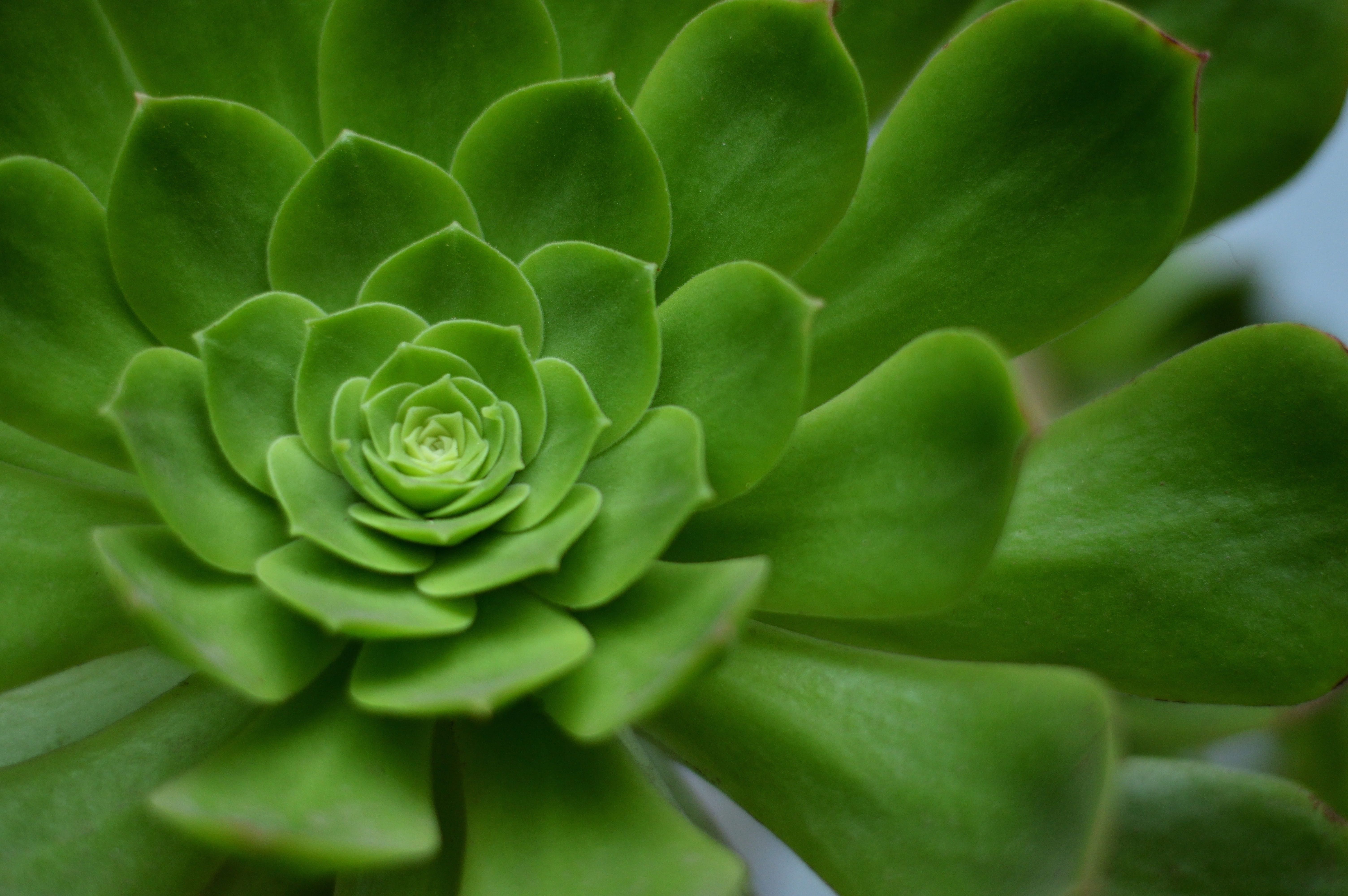 succulent plant, flowering plant, nature, leaf, backgrounds, concentric, leaves, inflorescence, beauty in nature, green color, plant part, rosette, botany, HD Wallpaper