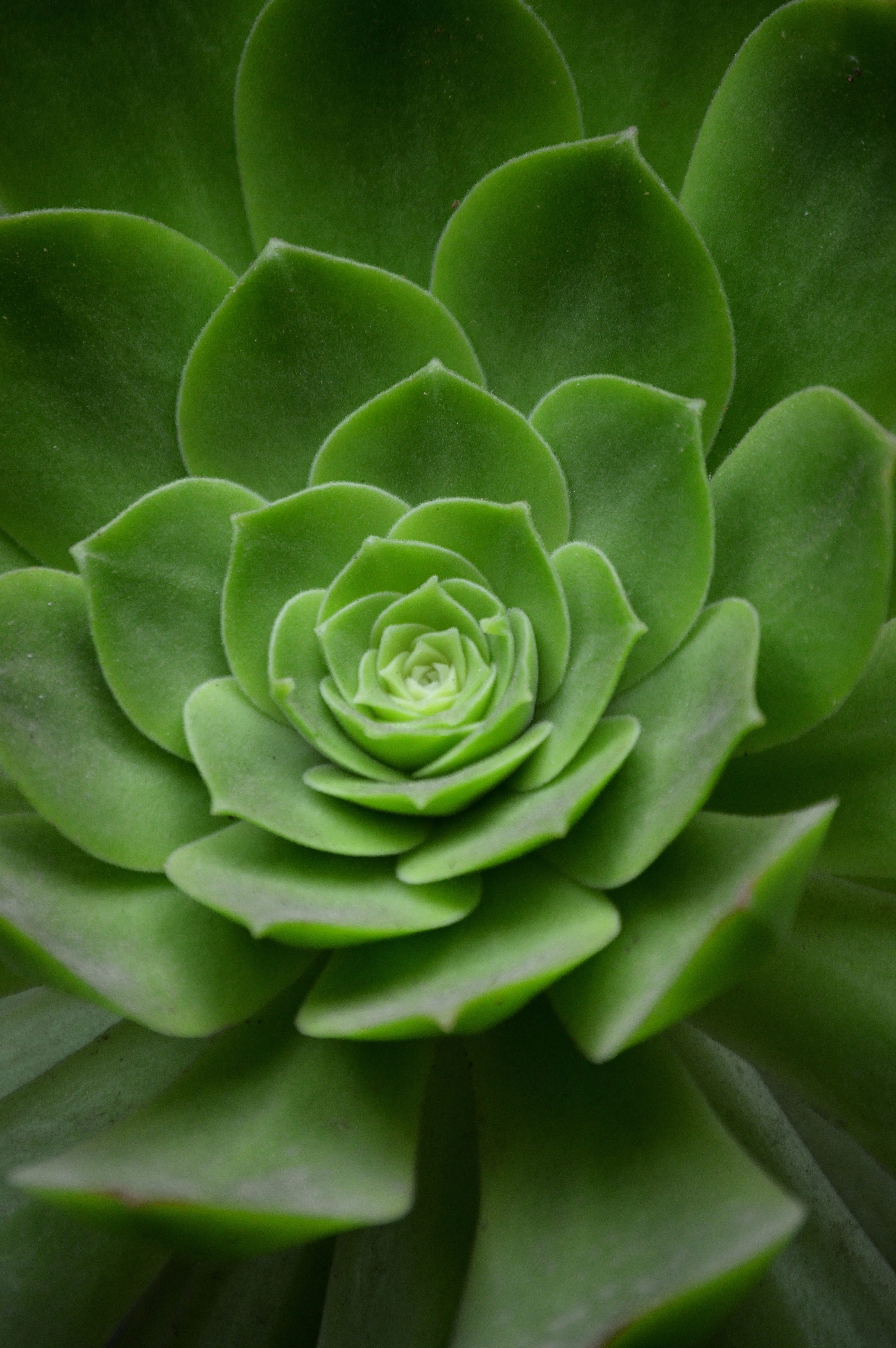 green color, plant, freshness, succulent plant, full frame, flowering plant, green, flora, houseplant, spiral, 5K, leaves, leaf, geometry, decoration, Phone HD Wallpaper