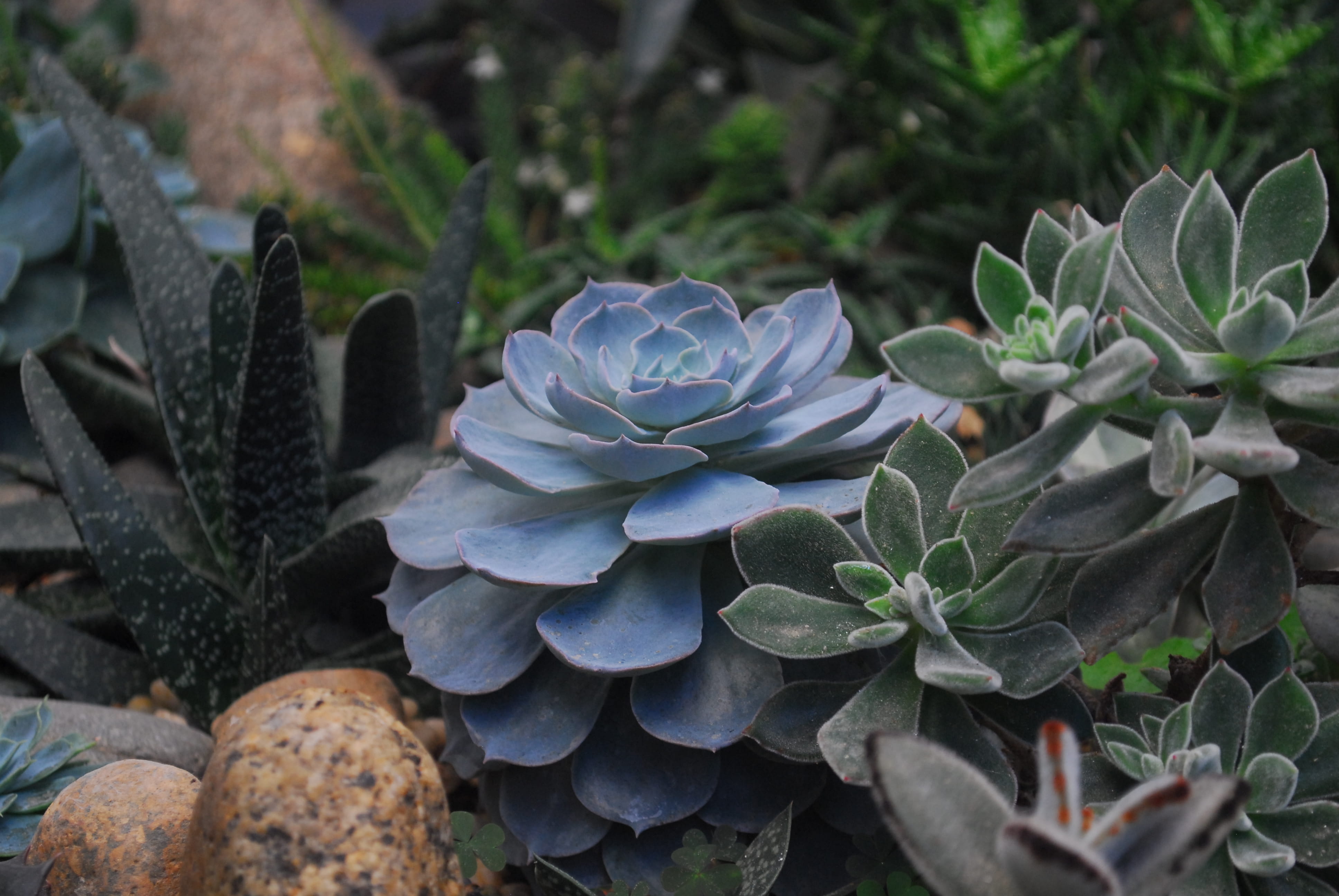 plant, flower, plant part, leaf, petal, nature, vulnerability, freshness, echeveria, stones, garden, succulents, texture, plants, close-up, 4K, succulent plant, HD Wallpaper