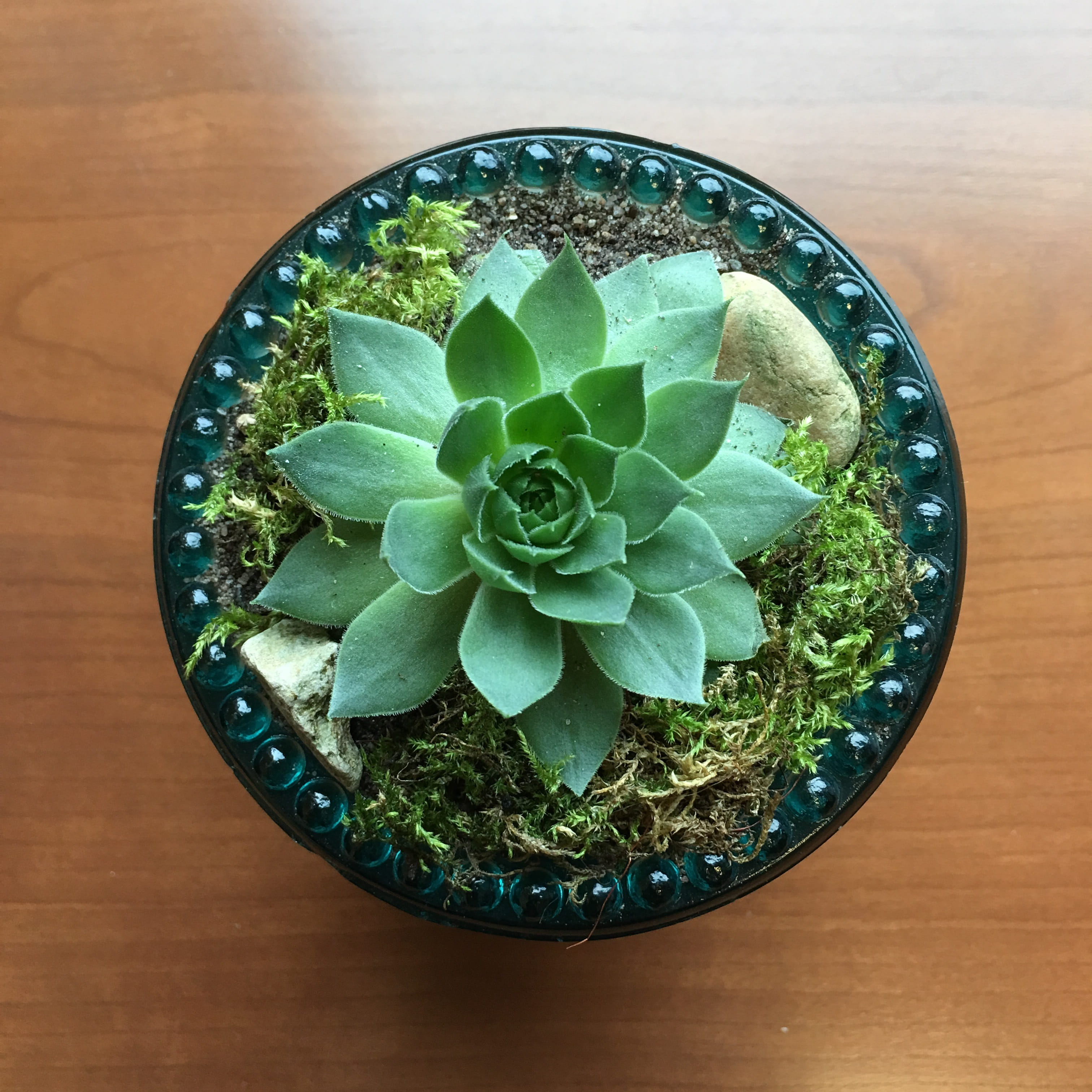 2K, growth, still life, green color, succulent, freshness, wood - material, green leaf, high angle view, repurpose, echeveria ciliata, diffuser, houseplant, Phone HD Wallpaper