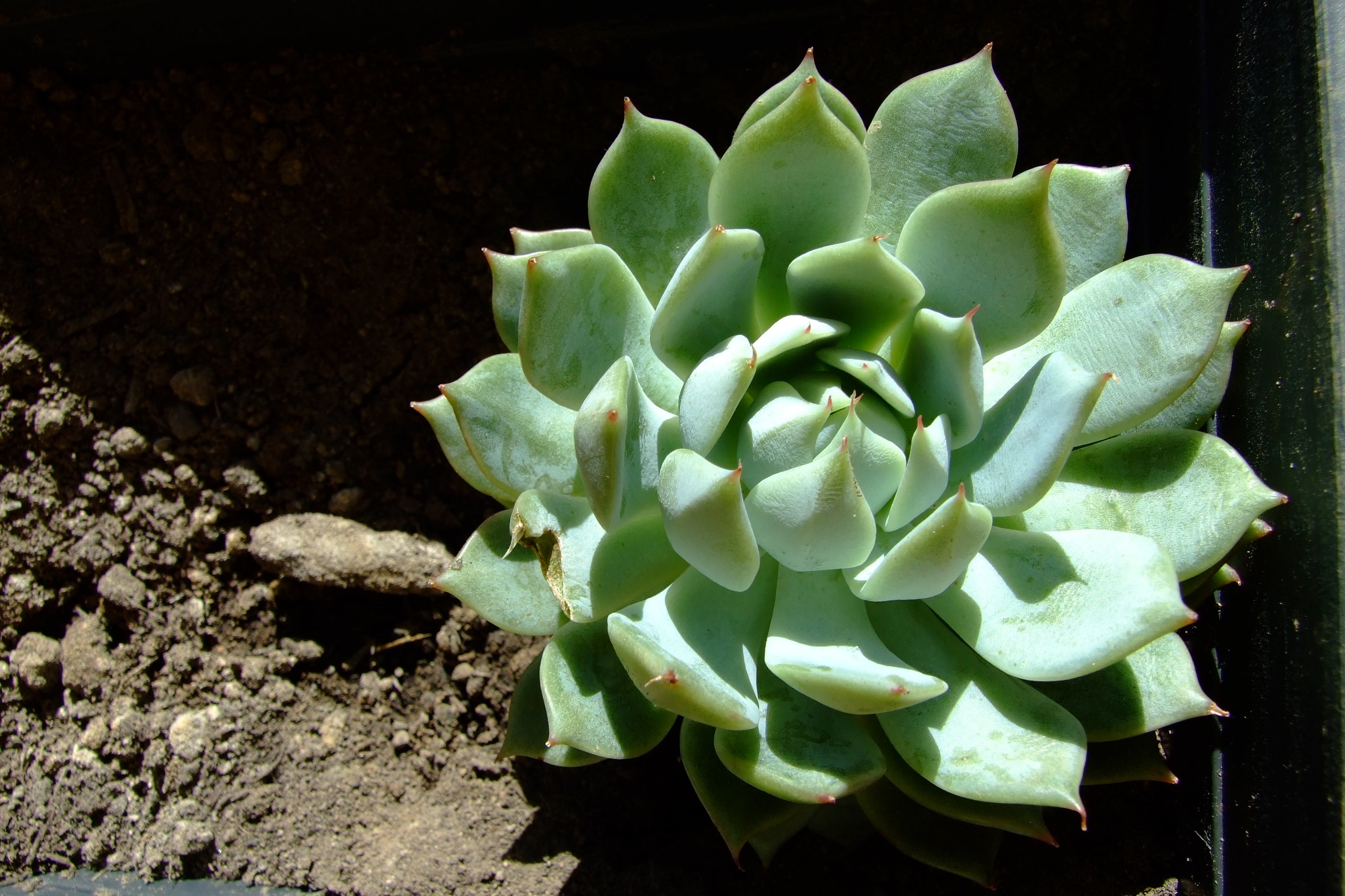 flowering plant, green, flower head, food, cactus, succulents, close-up, outdoors, green color, plant part, 2K, succulent plant, vulnerability, no people, HD Wallpaper