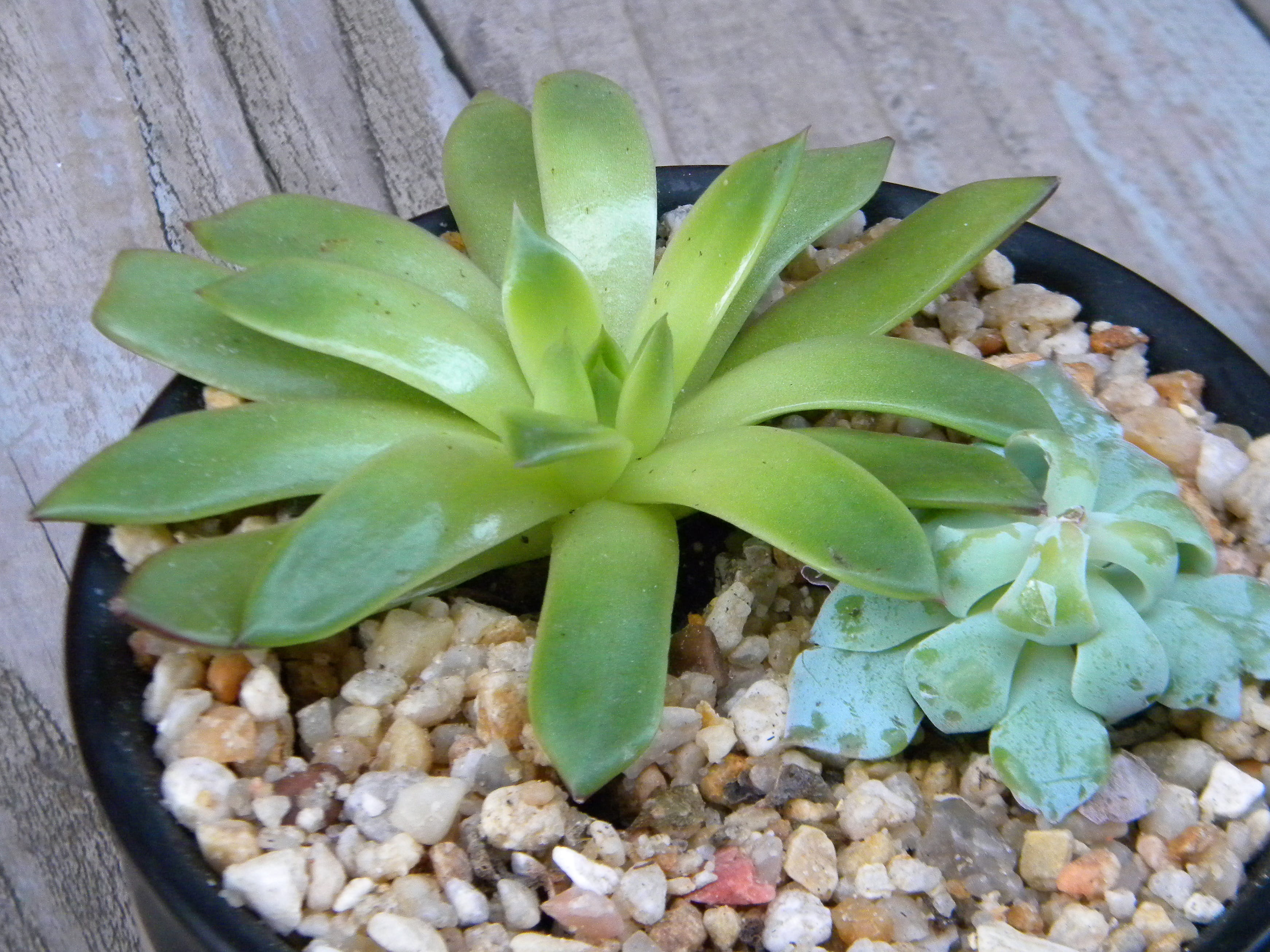 home, home decor, plant, freshness, directly above, succulent, food, desert plant, decor, wood - material, lifestyle, aeonium, succulent plant, 2K, potted plant, HD Wallpaper