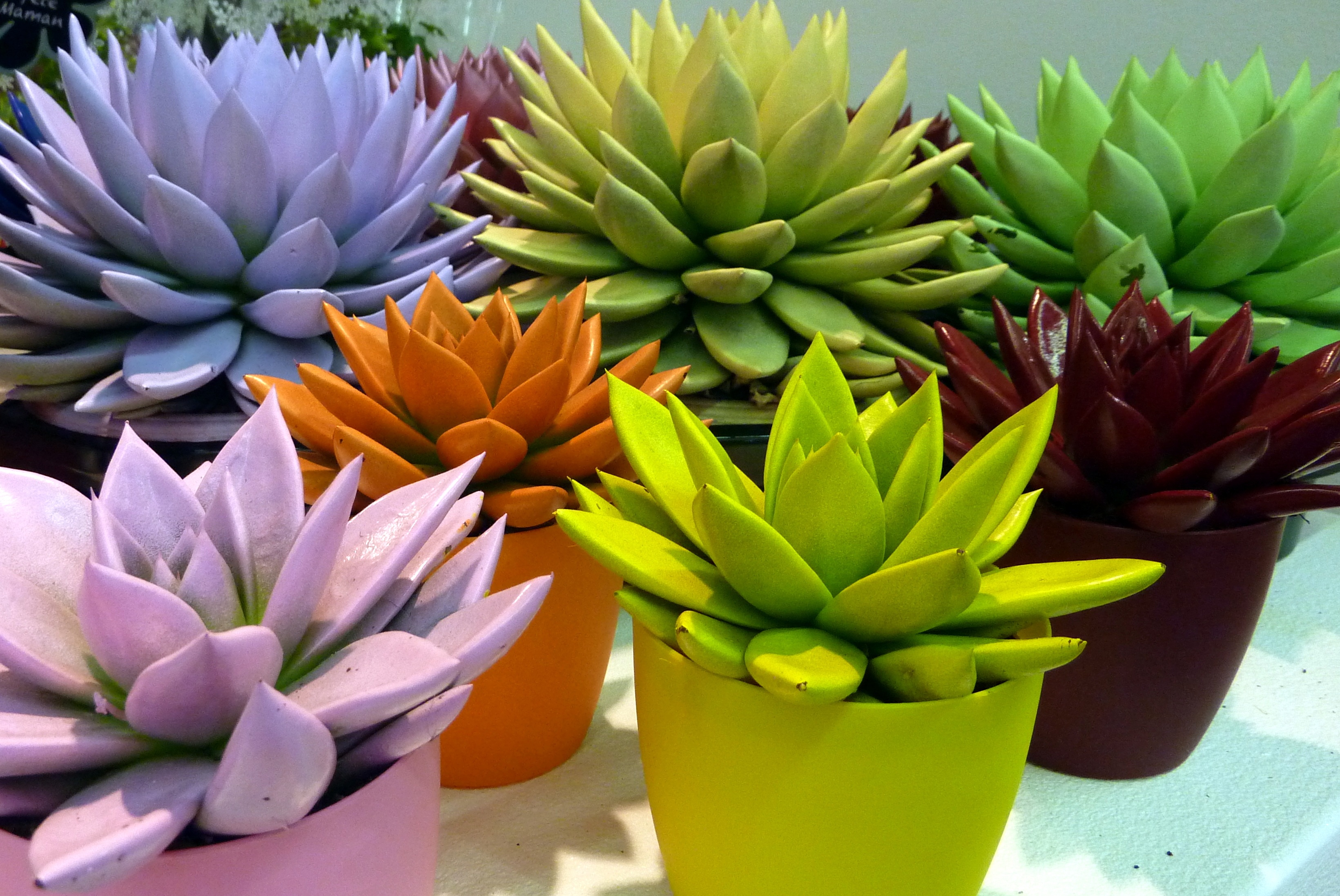 day, freshness, beauty in nature, plants, echeveria, flowering plant, vulnerability, potted plant, leaf, petal, plant, flower arrangement, inflorescence, HD Wallpaper