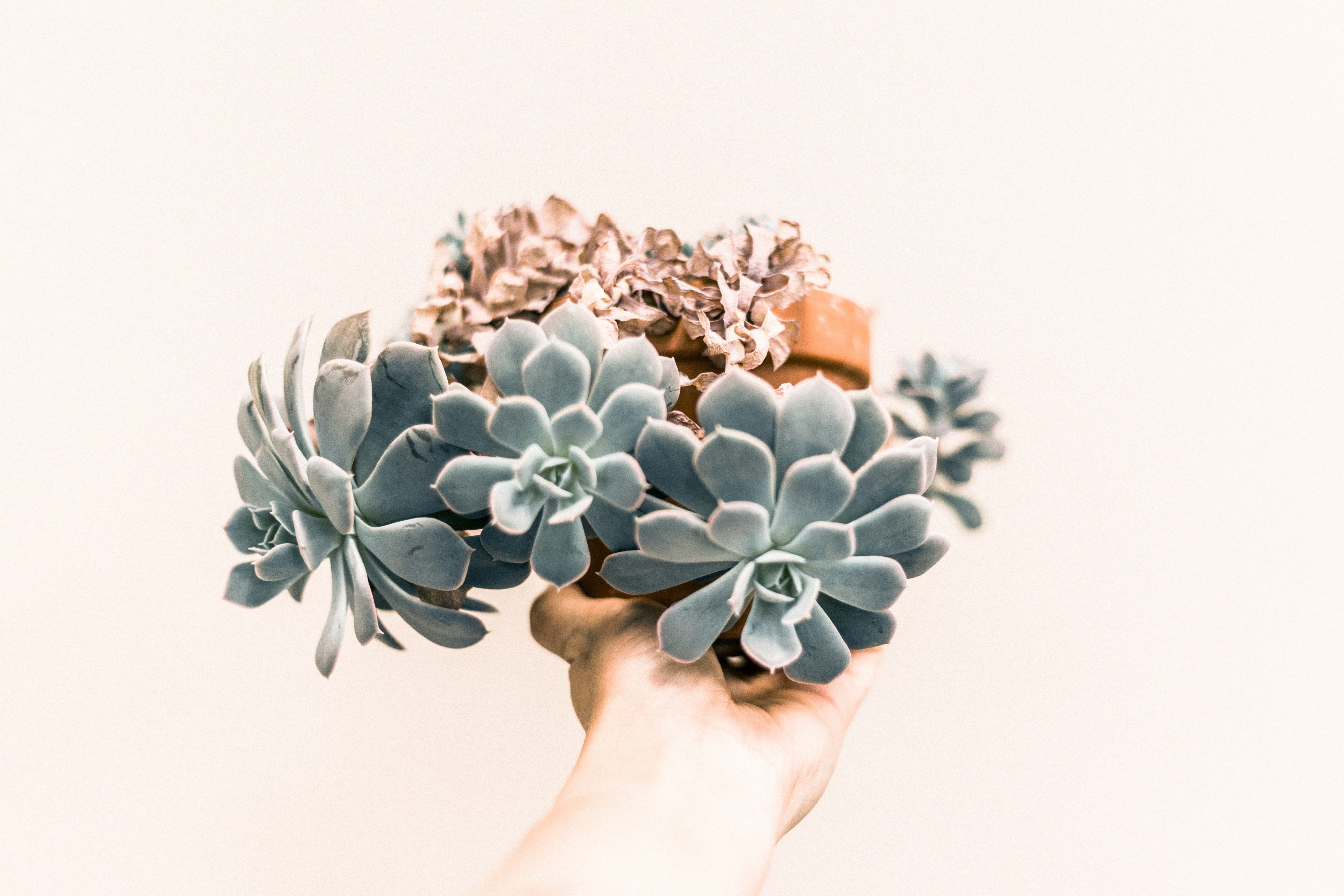 holding, echeveria, studio shot, ribbon - sewing item, white background, gift, finger, ribbon, human body part, indoors, nature, hand, one person, adult, HD Wallpaper