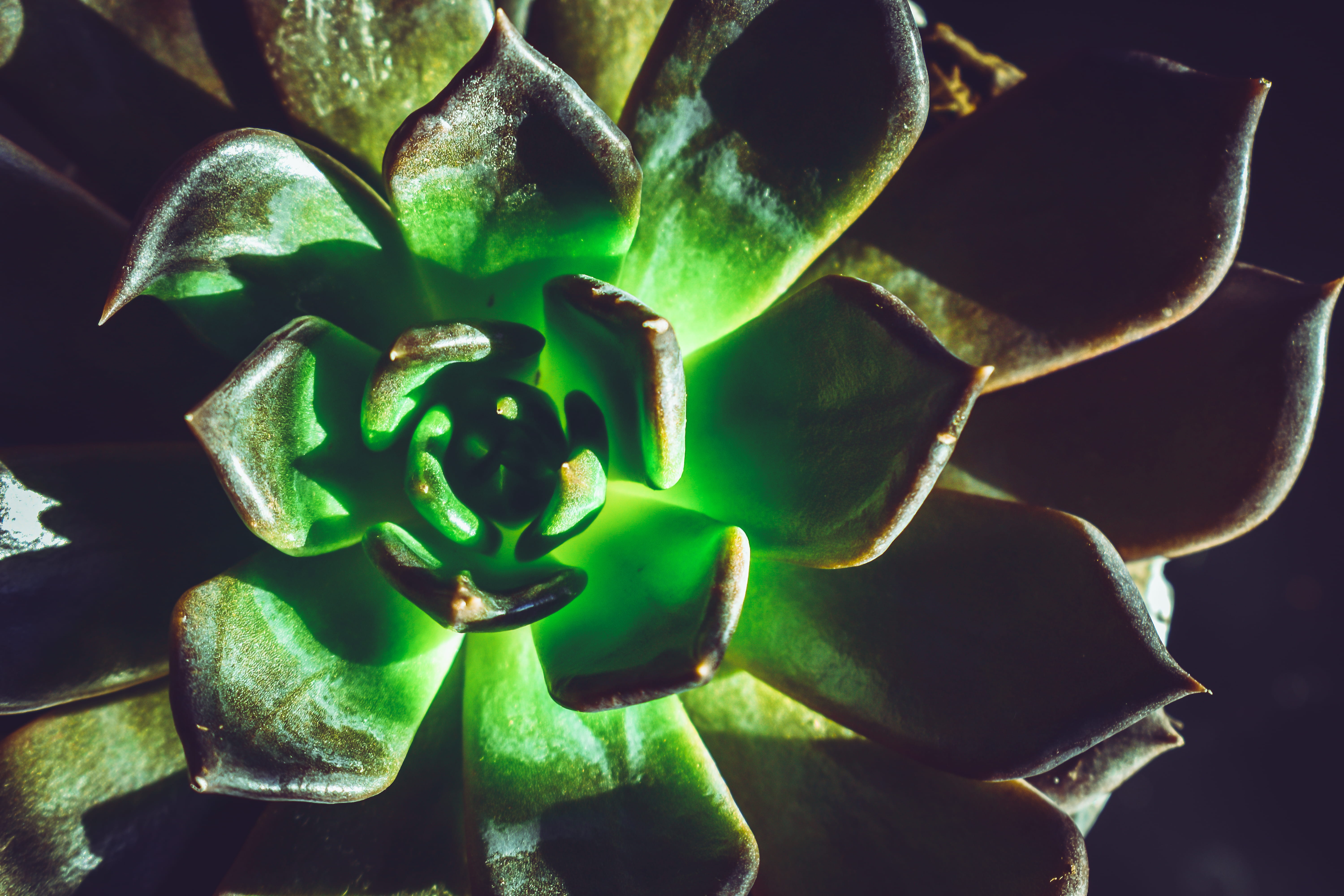 vulnerability, petal, glowing, succulent, botany, light, pattern, nature, freshness, plant part, close-up, plant, full frame, growth, close, fragility, HD Wallpaper
