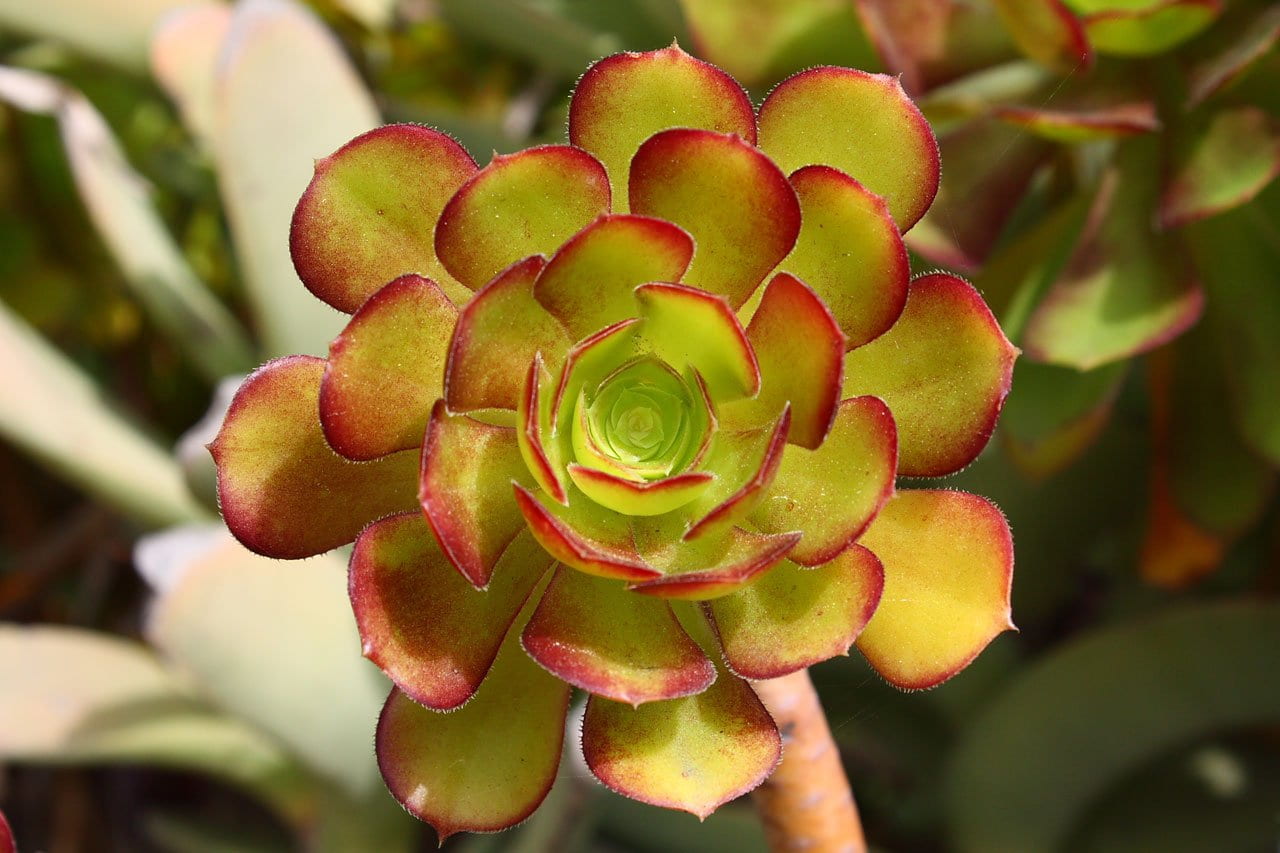 focus, freshness, outdoors, succulent, photography, close-up, growth, succulent plant, flora, plant part, 720P, ripe, plant, green color, selective, agriculture, HD Wallpaper