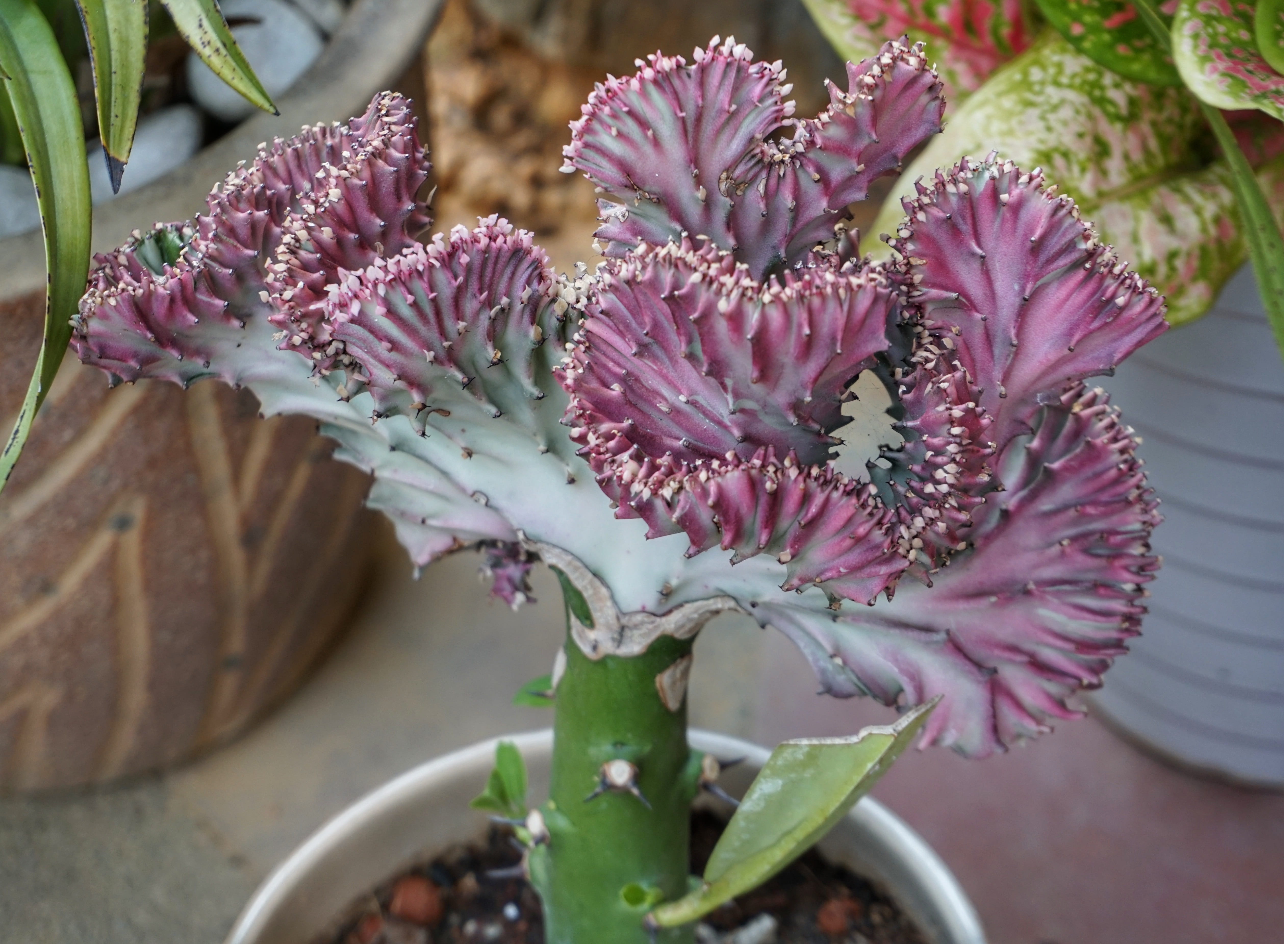 flower head, 4K, beauty in nature, pink color, high angle view, blooming, lilac, inflorescence, vulnerability, echeveria meridian, close-up, focus on foreground, HD Wallpaper