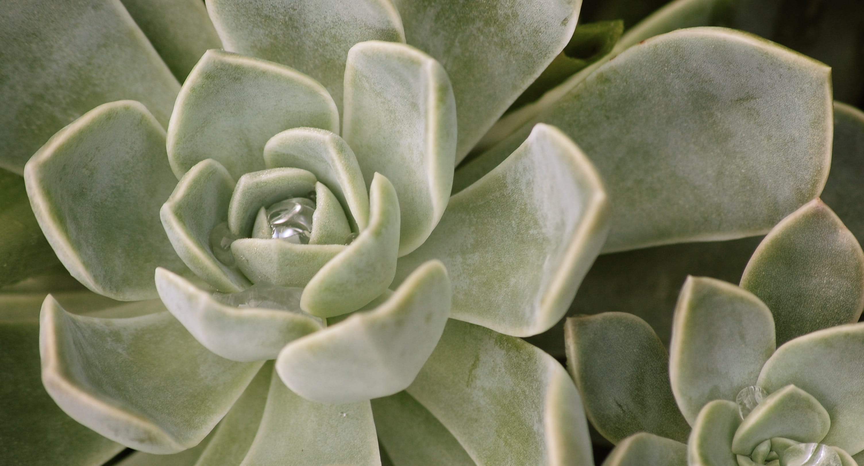 green color, petal, plant part, nature, succulent, succulent plant, fragility, green, day, flower head, close-up, vulnerability, leaf, flowering plant, HD Wallpaper