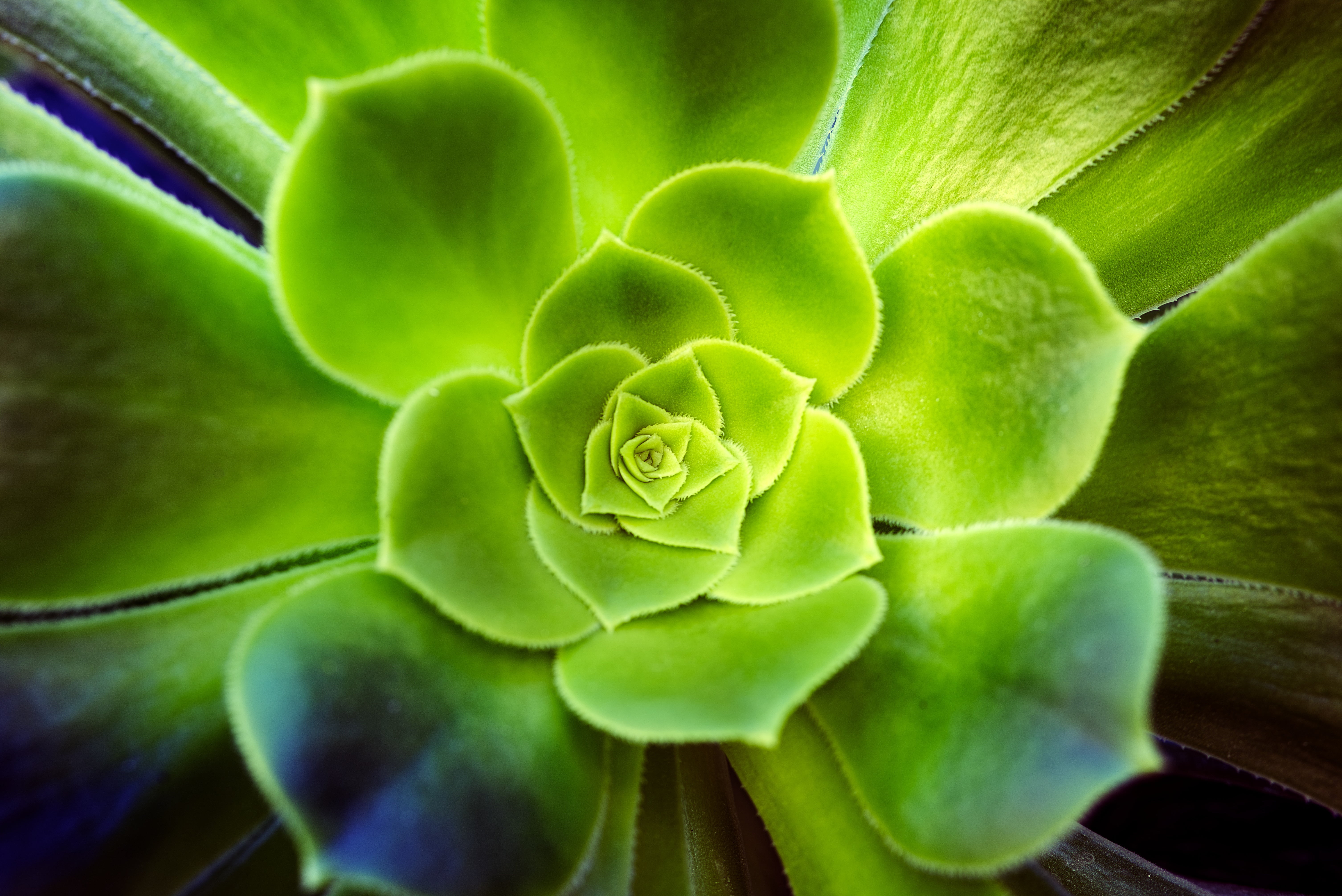succulent, leaves, green, macro, 5K, plant, Echeveria, HD Wallpaper