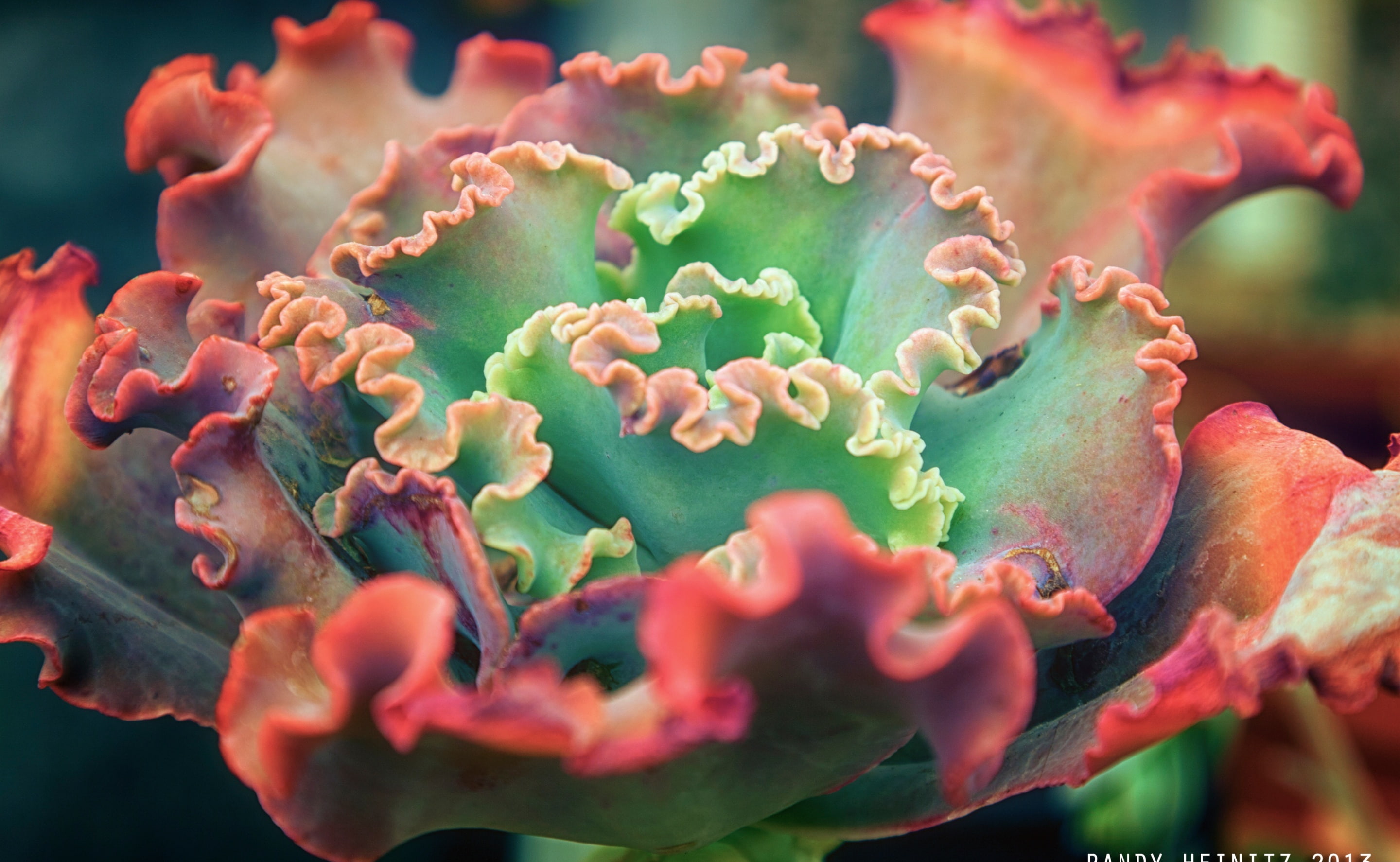 selective focus, pollen, Cactus Mart, Macro, outdoors, Cactus, Flower, shaviana, fragility, beauty in nature, botany, California, close-up, red, vulnerability, HD Wallpaper