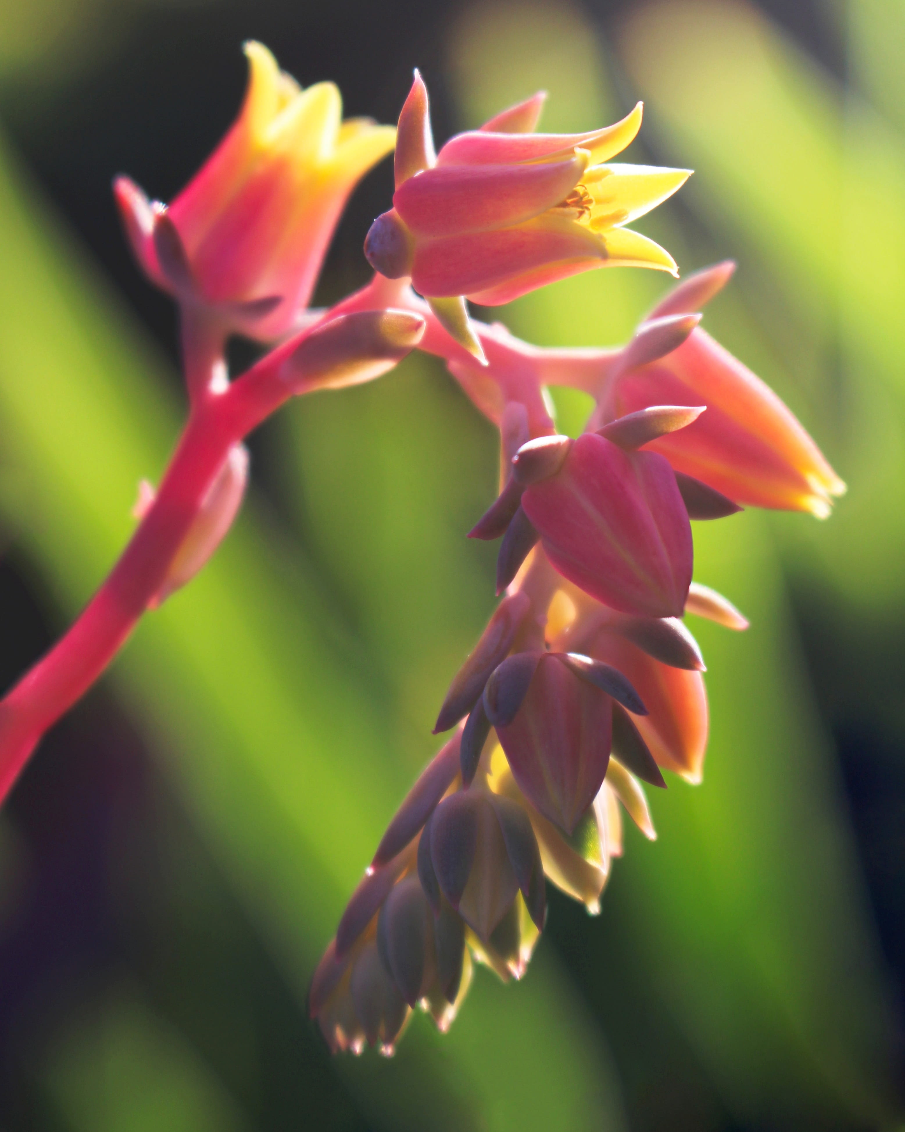 focus on foreground, vulnerability, flowers, plant, outdoors, bell-shaped, echeveria, bud, flower head, growth, freshness, pink, yellow, plant stem, flowering plant, Phone HD Wallpaper