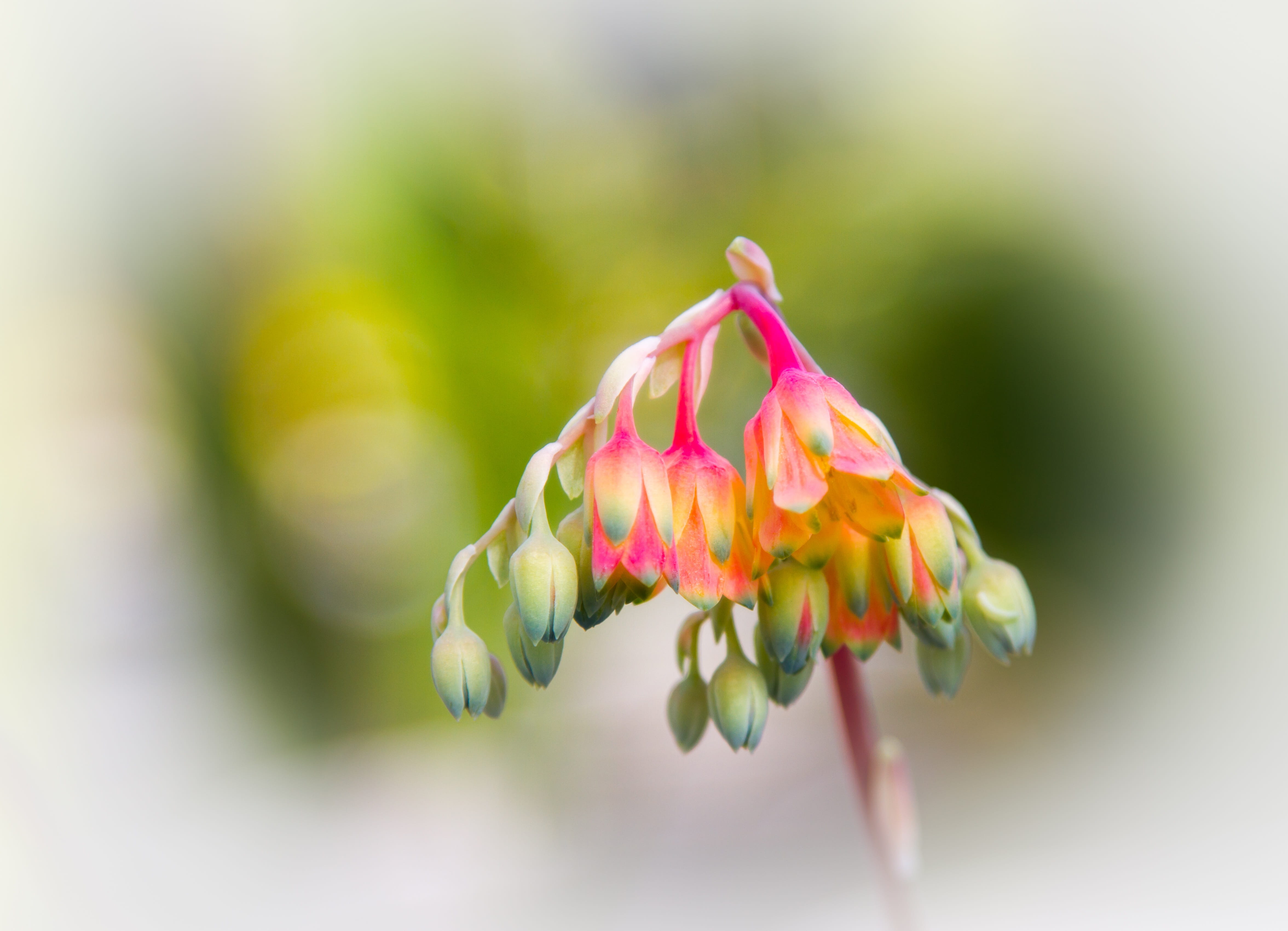 Echeveria, plant stem, fragility, Blossom, nature, Succulent, pink color, plant, vulnerability, no people, nahaunahme, flower, macro, flora, flowering plant, HD Wallpaper