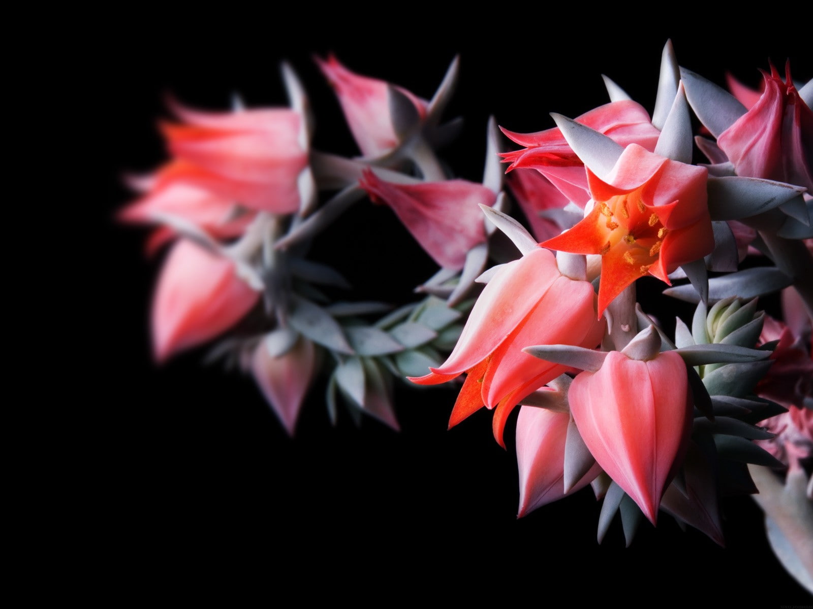 bloom, Bud, focus, echeveria, flower, 720P, HD Wallpaper