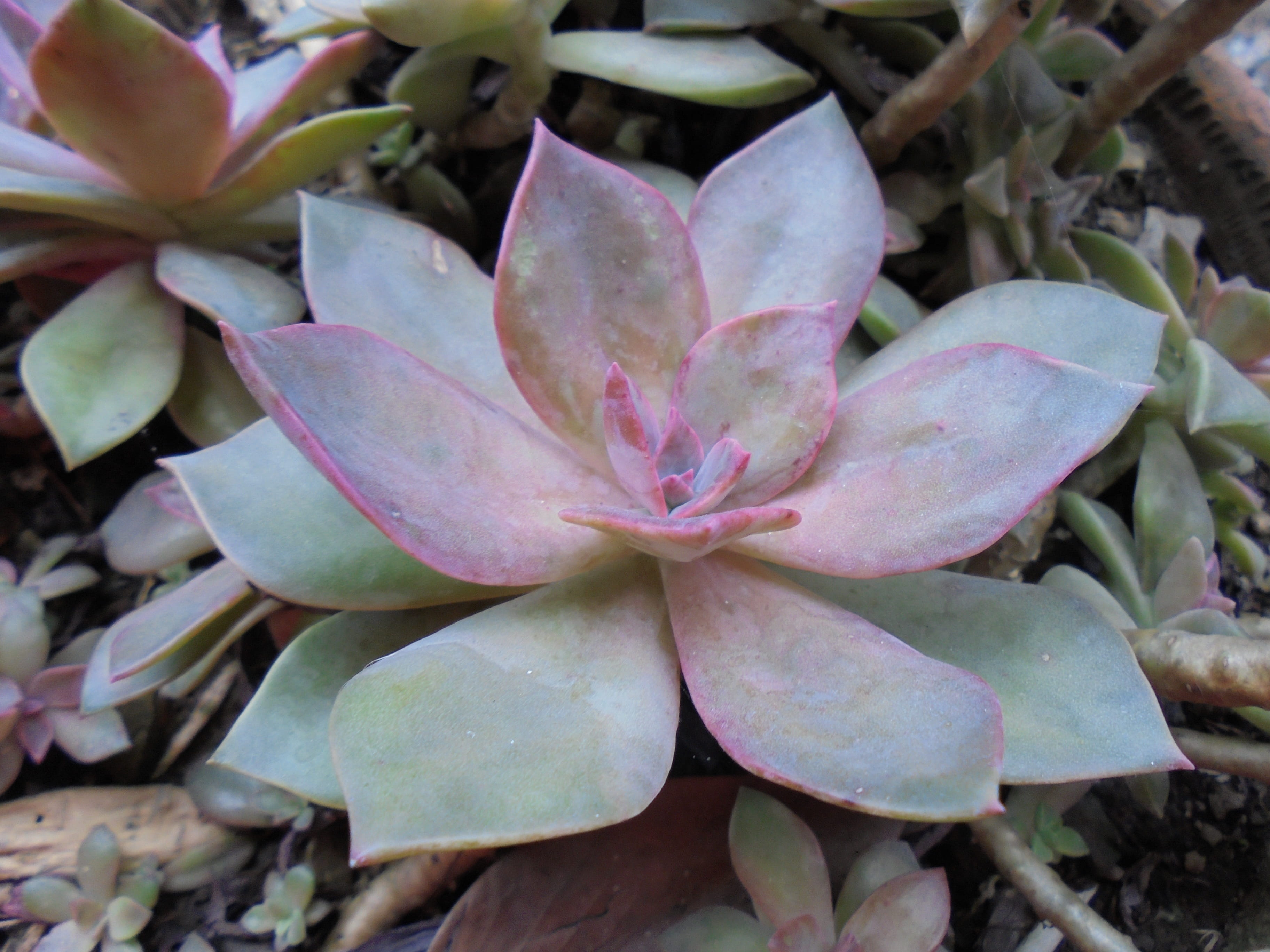 vulnerability, botany, growth, Echeveria, flower, no people, succulent plant, flower head, petal, Succulent Plants, pink color, 2K, springtime, outdoors, HD Wallpaper