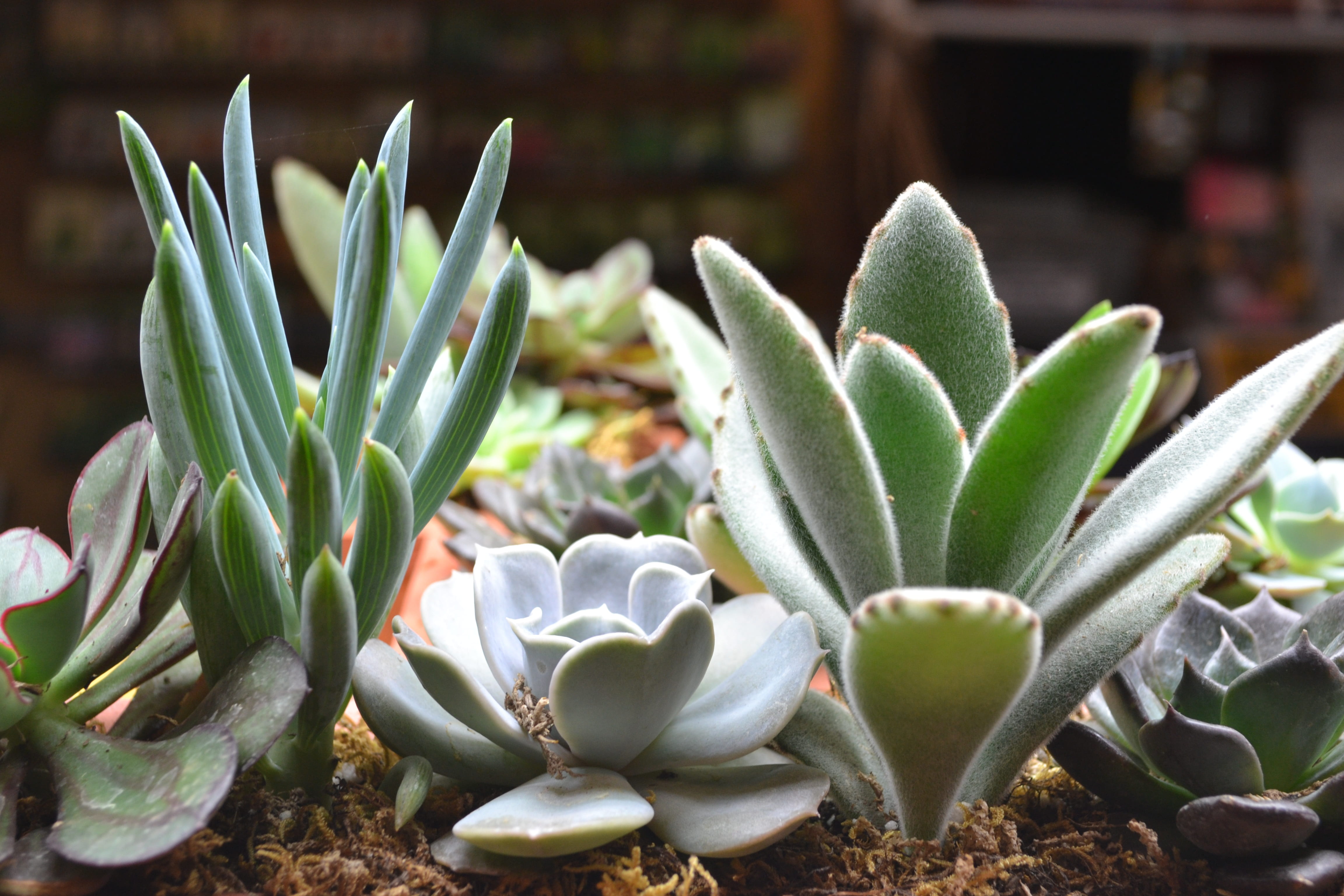 leaf, flower, outdoors, beauty in nature, echeveria, flora, no people, tranquility, botany, sunlight, nature, cactus, 4K, green color, succulent, growth, HD Wallpaper