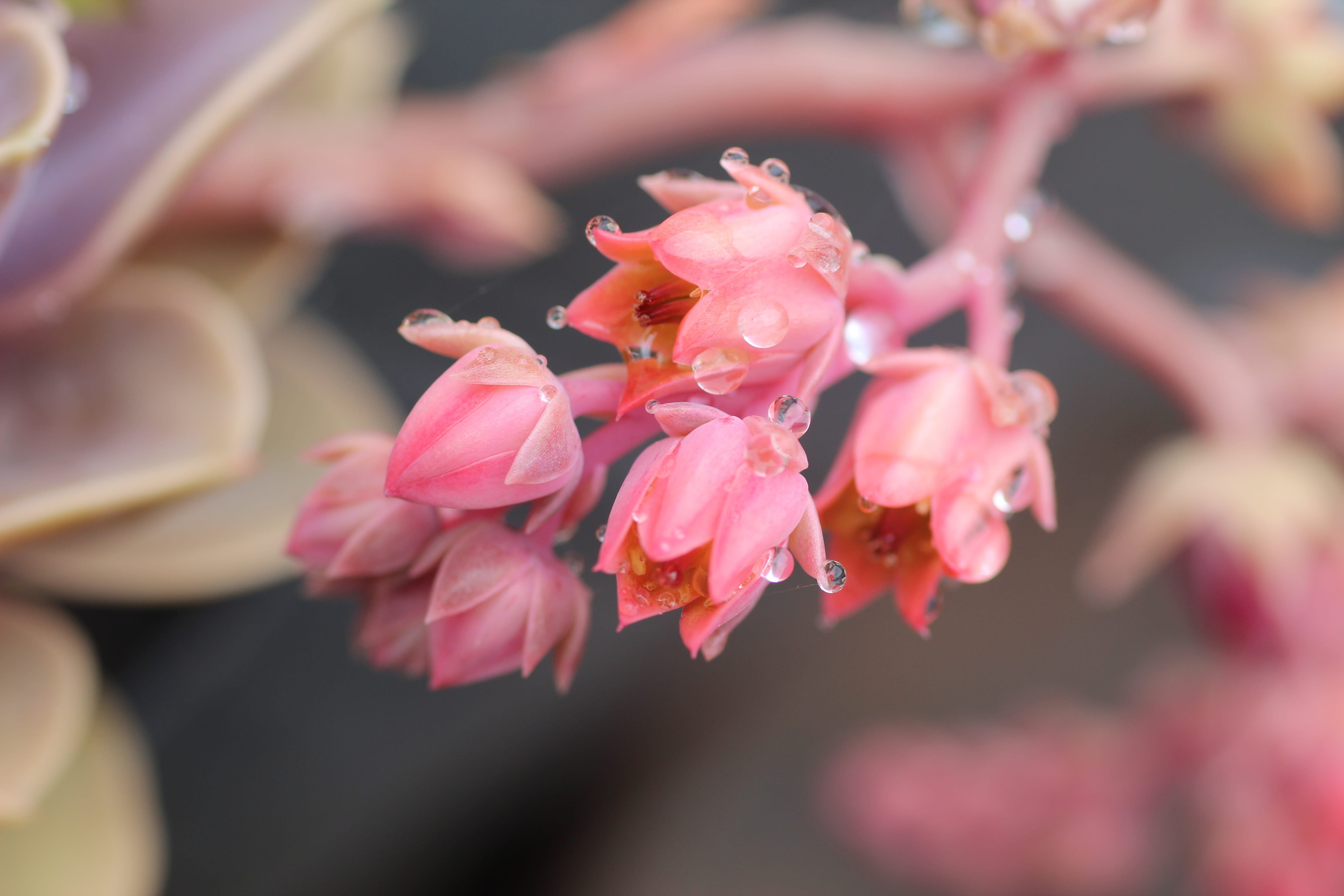 petal, flower, growth, pink, no people, blossom, springtime, day, focus on foreground, duchess of nuremburg, outdoors, selective focus, vulnerability, echeveria, HD Wallpaper