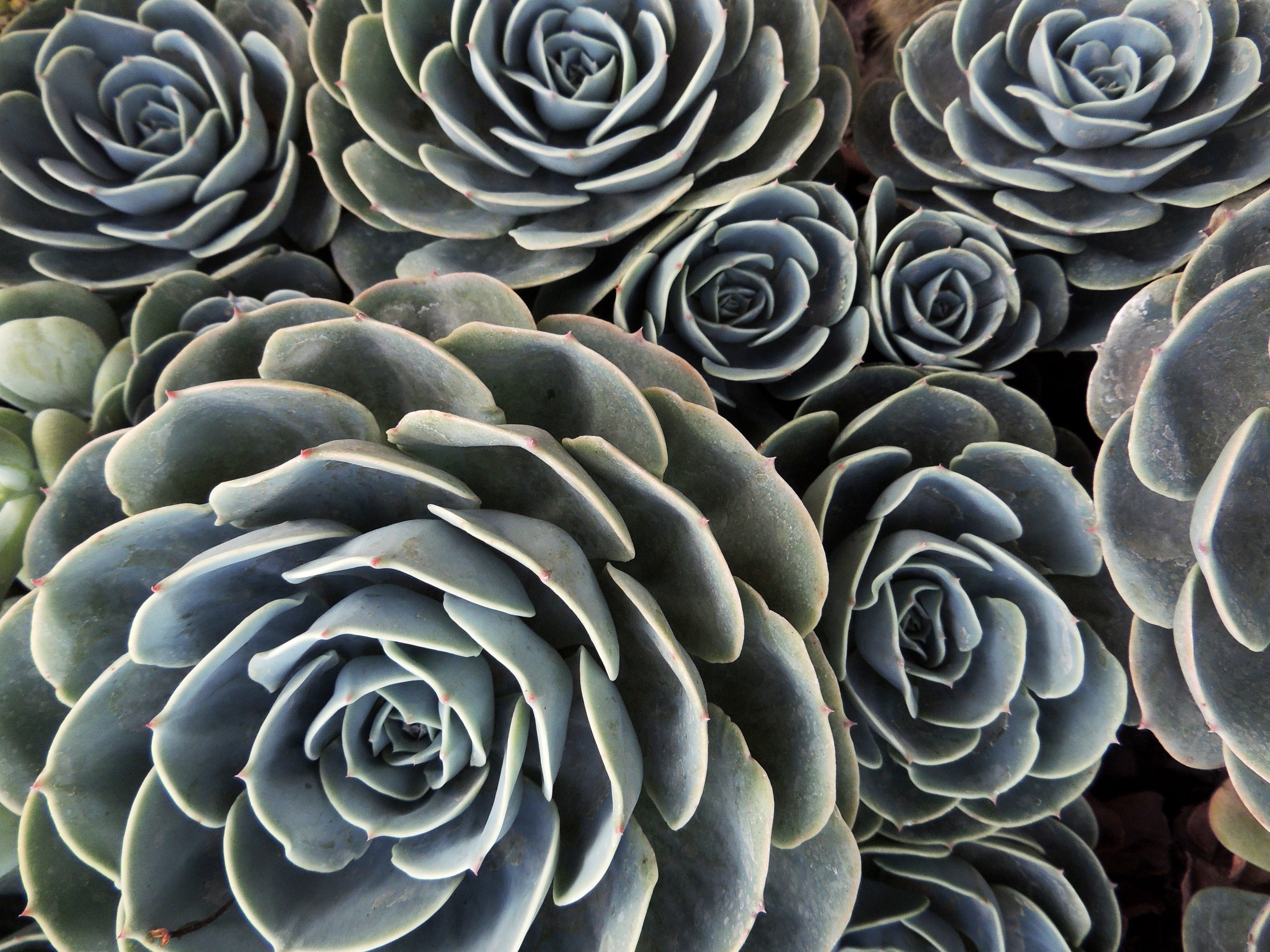 pattern, animal wildlife, nature, sea life, outdoors, backgrounds, echeveria, gross, plant, floral pattern, cactus, macro, day, no people, 2K, green, abstract, HD Wallpaper